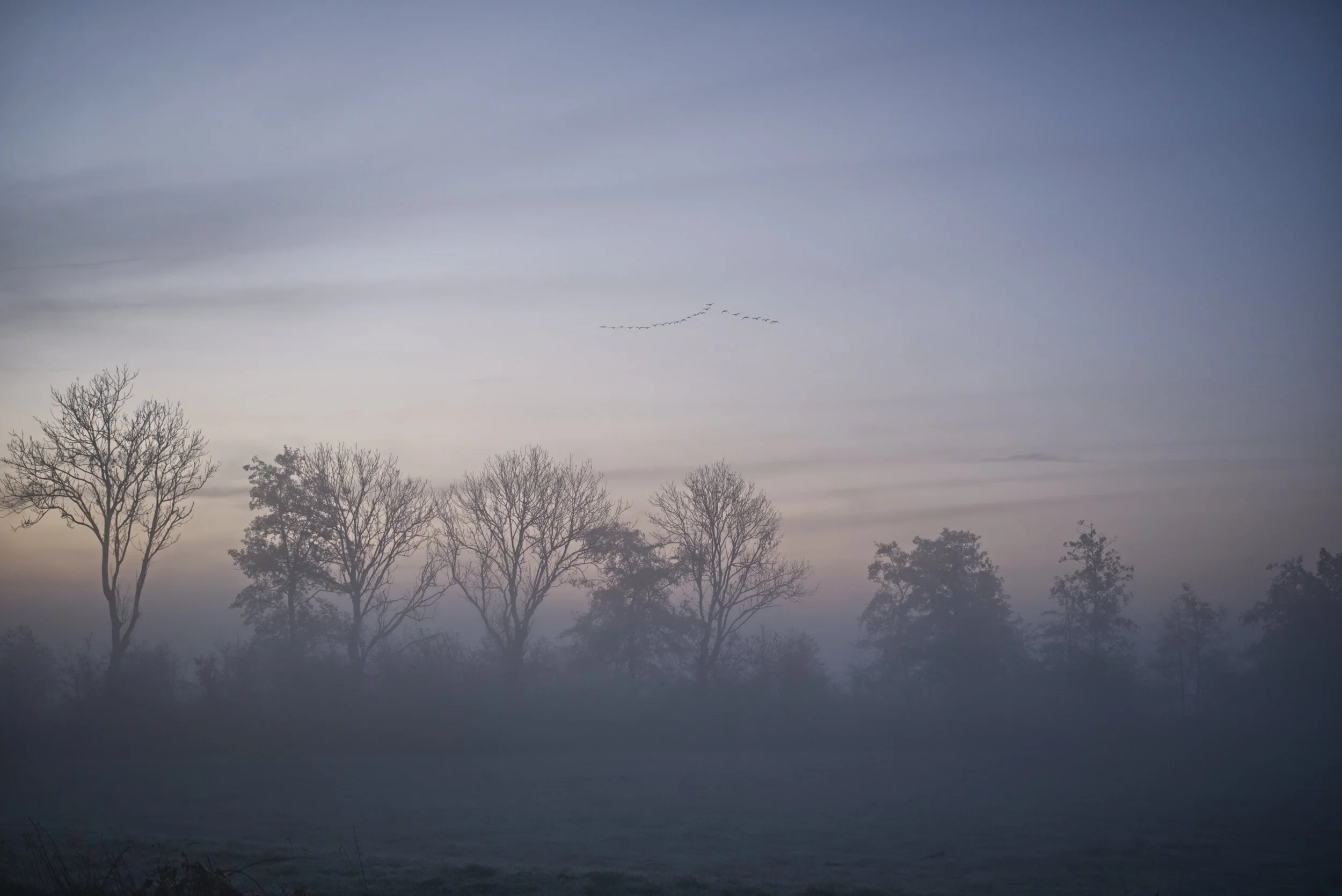 Vogels in de herfstlucht 1.jpg