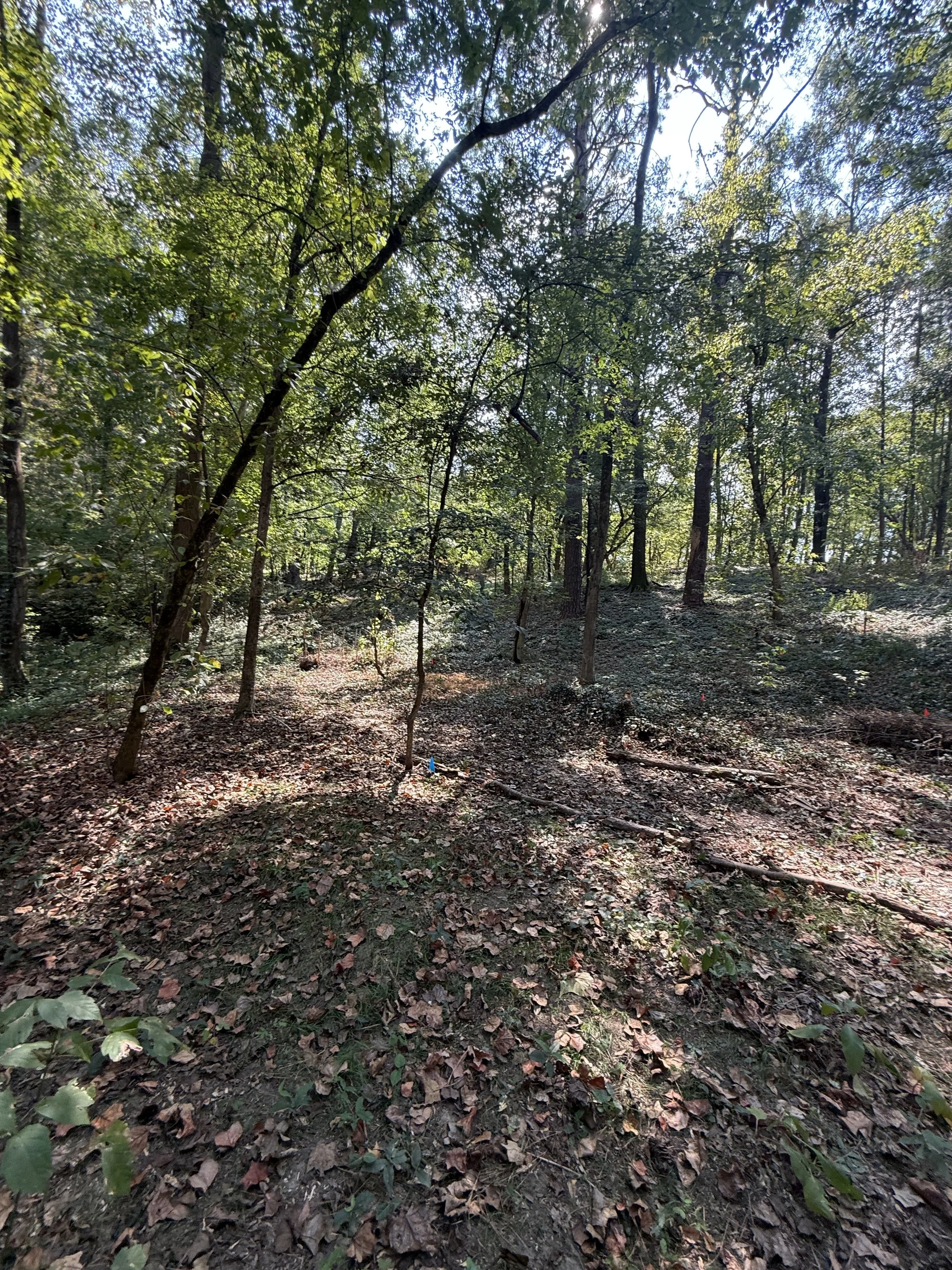 before image Chastain Park.jpeg