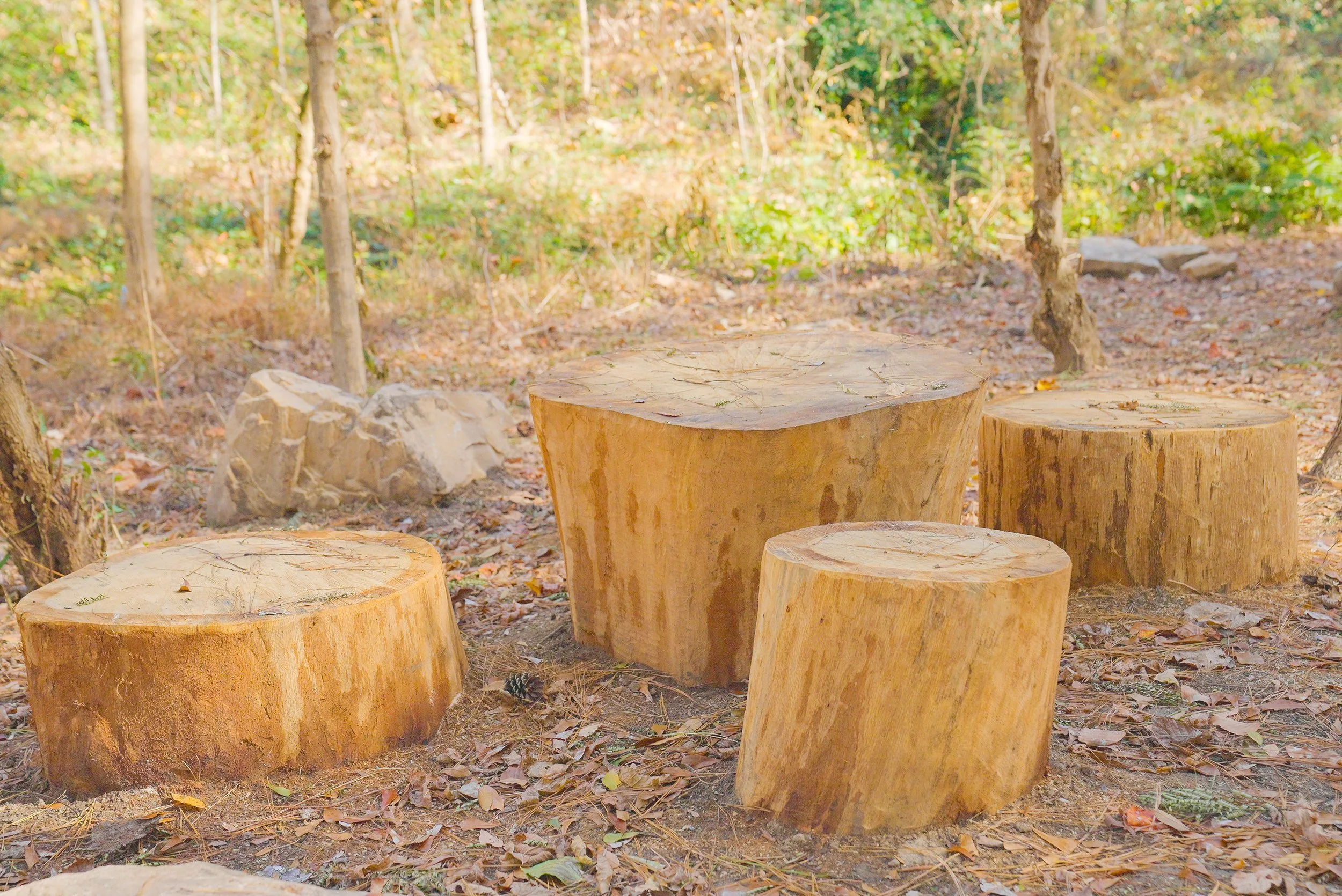outdoor classroom wood stumps.jpeg