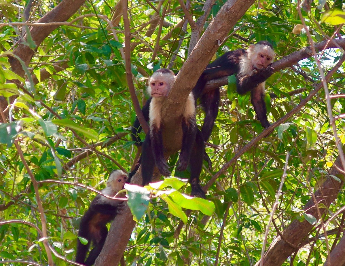 Forget the Monkey Mind: Remember this Instead