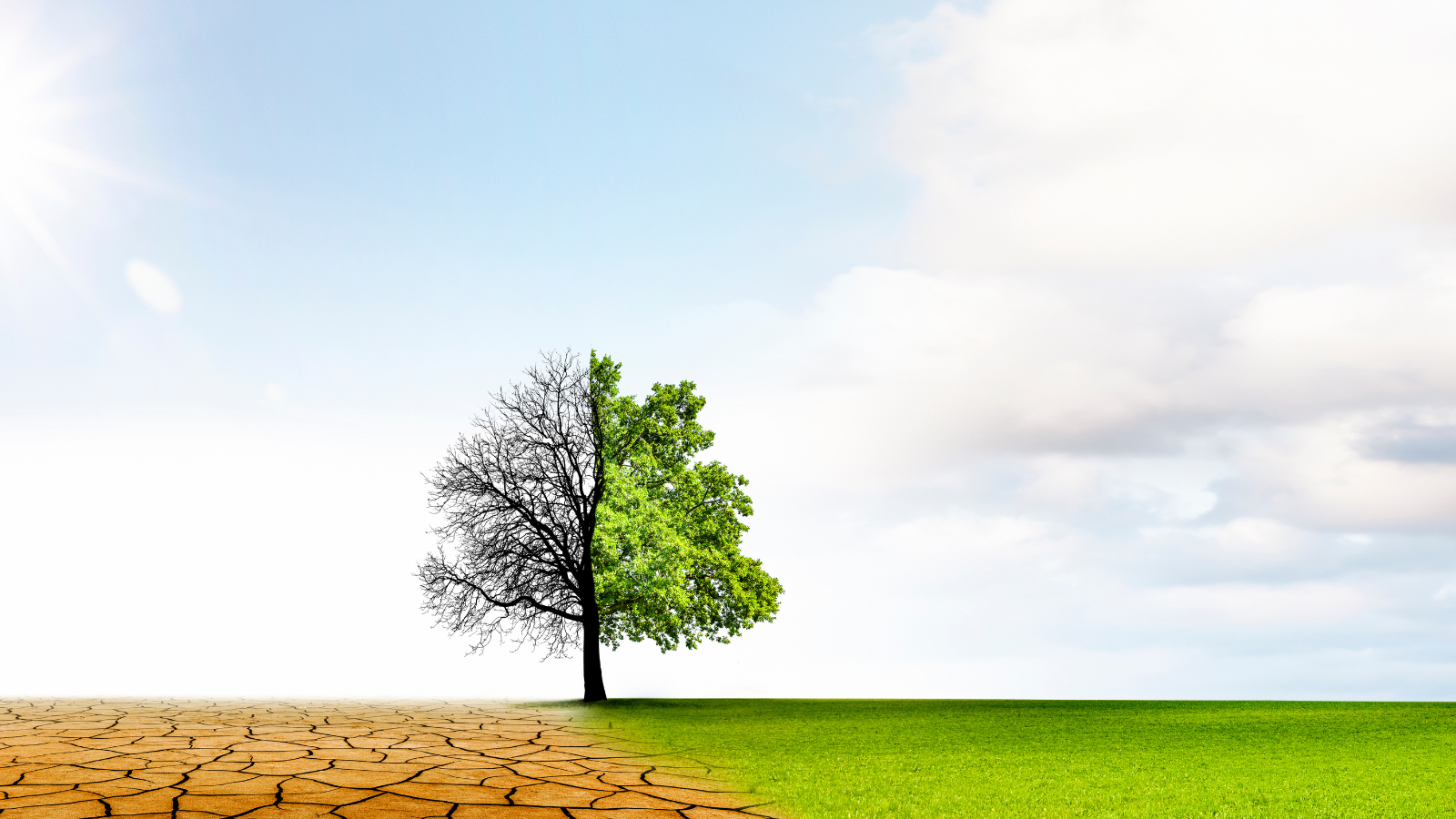 Global food system driving obesity and climate crisis, major review finds