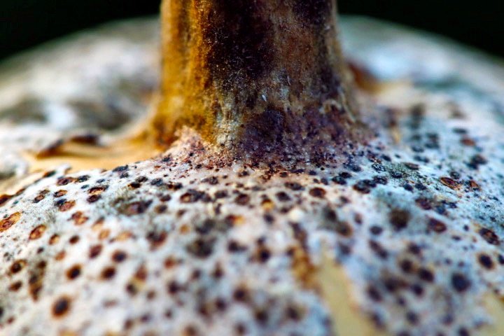 gourd stem.jpg