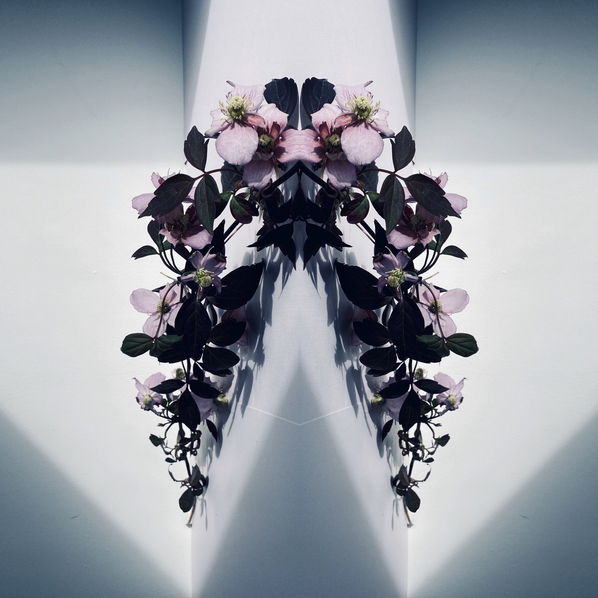 CLEMATIS