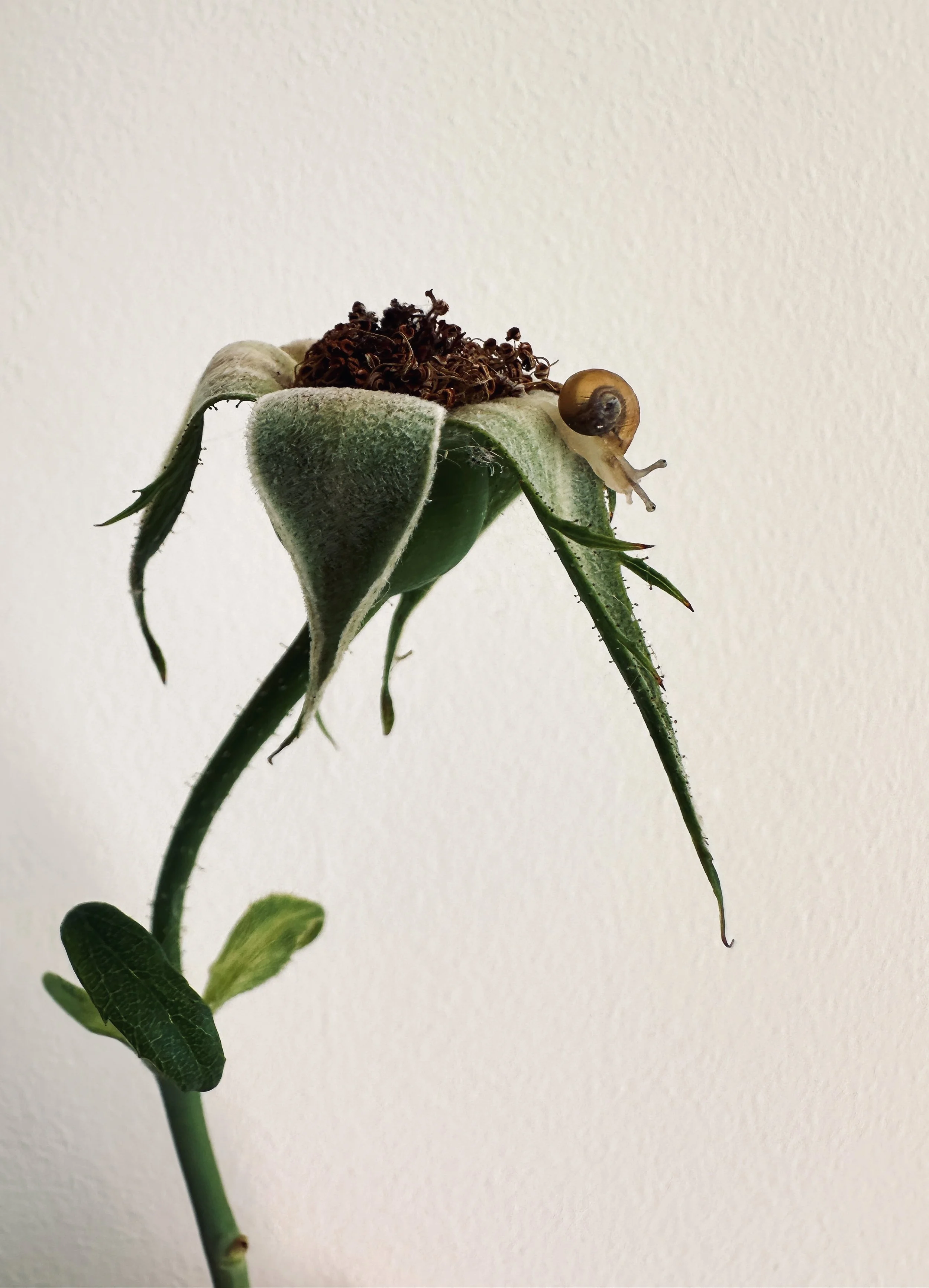 SLOW LIFE