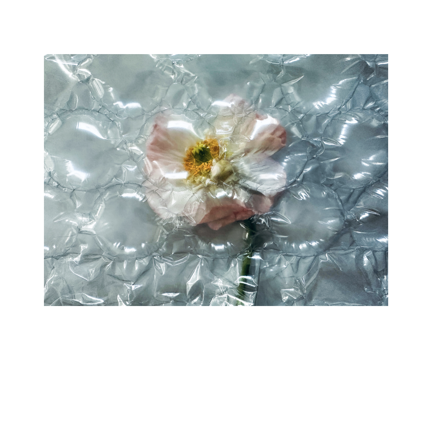WRAPPED 1