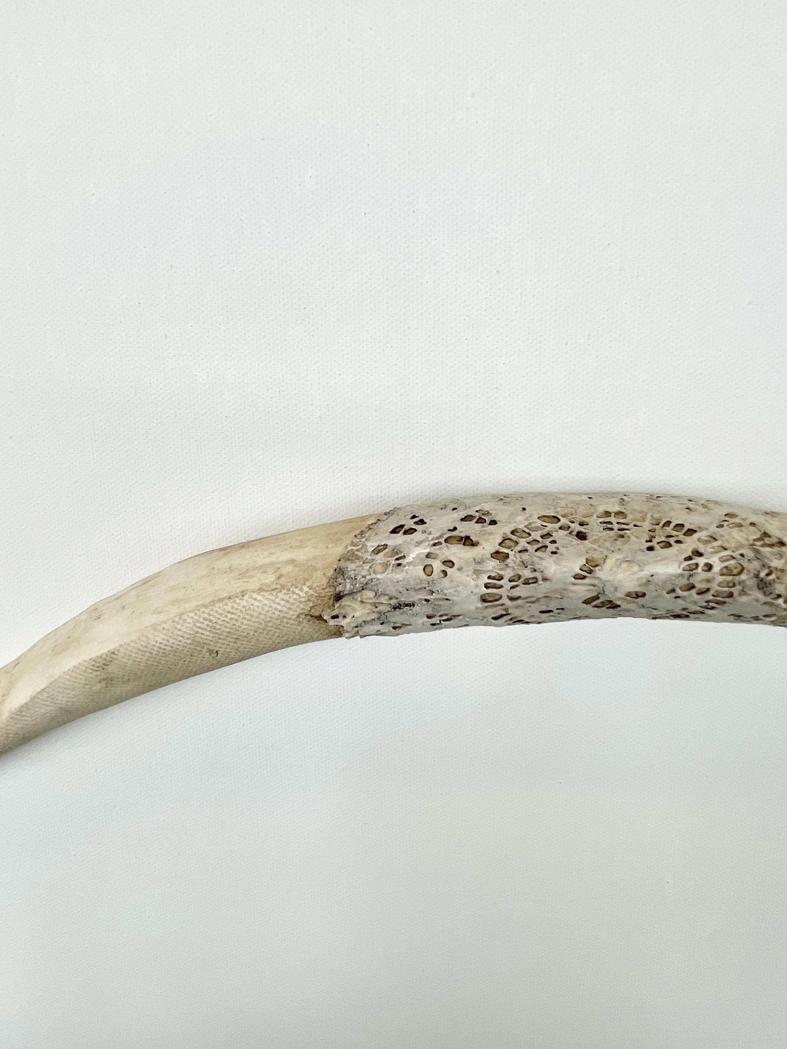 Horn1Detail.jpeg