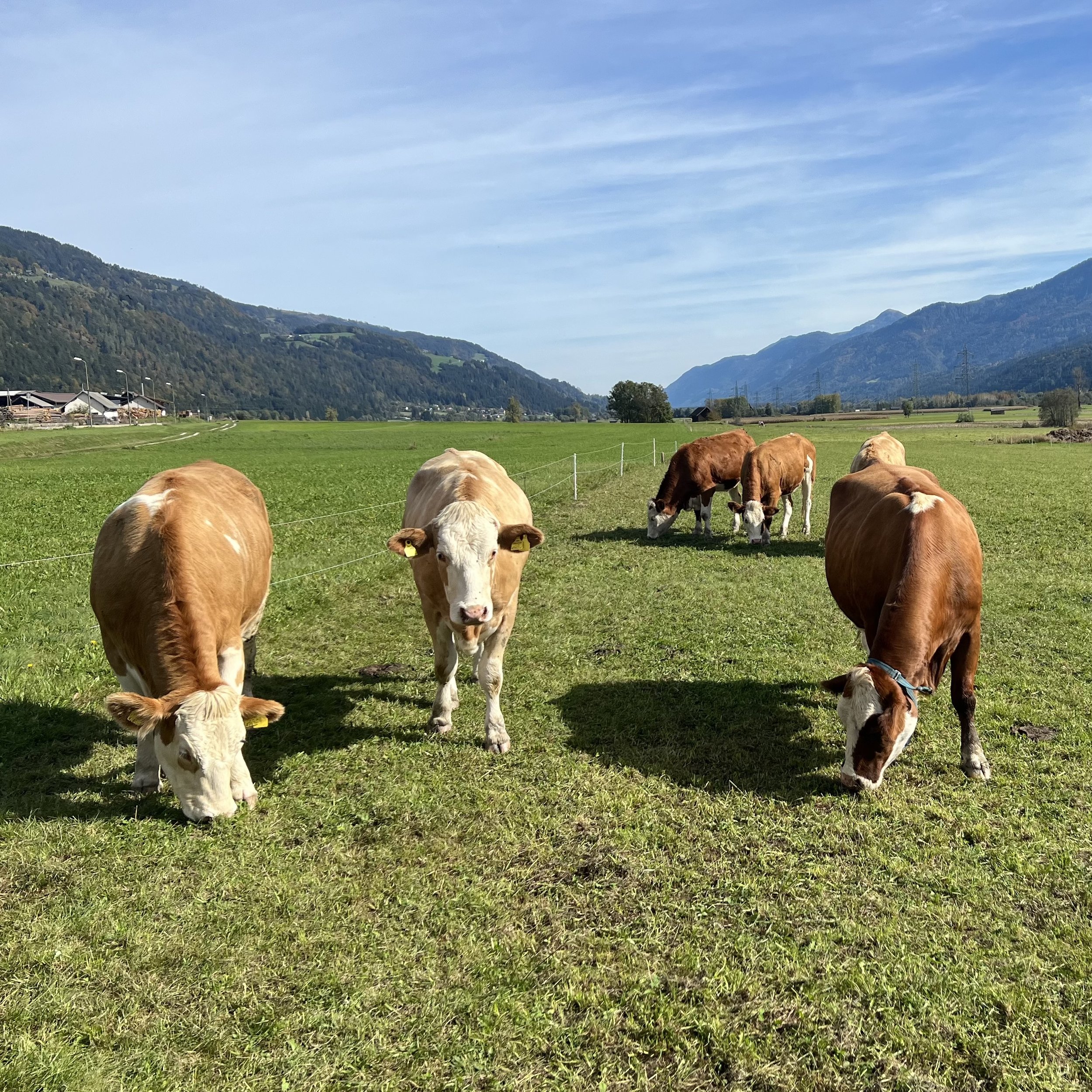 Our neighbours enjoying the summer grass.
