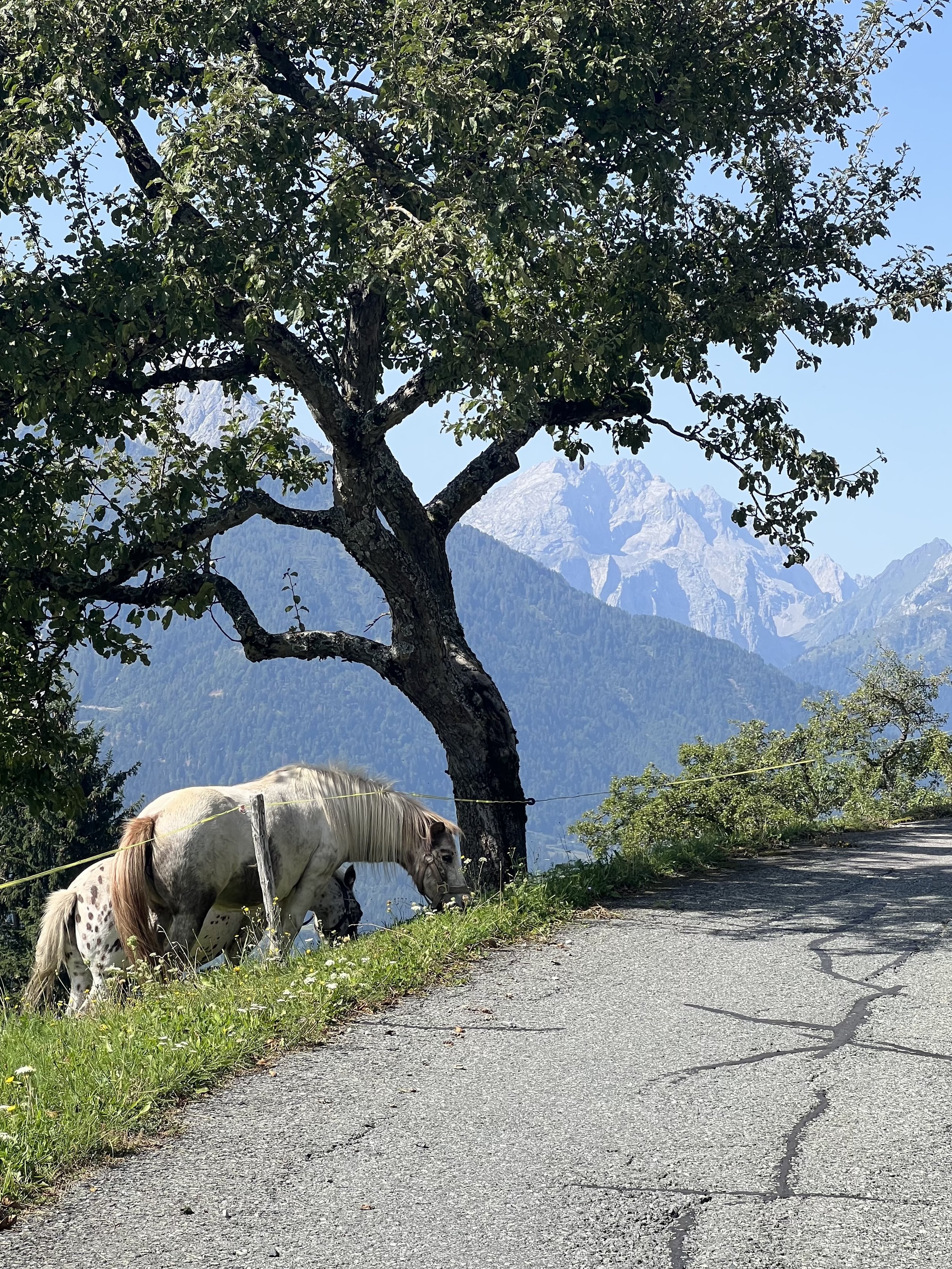 The road up to the Jauchalm.