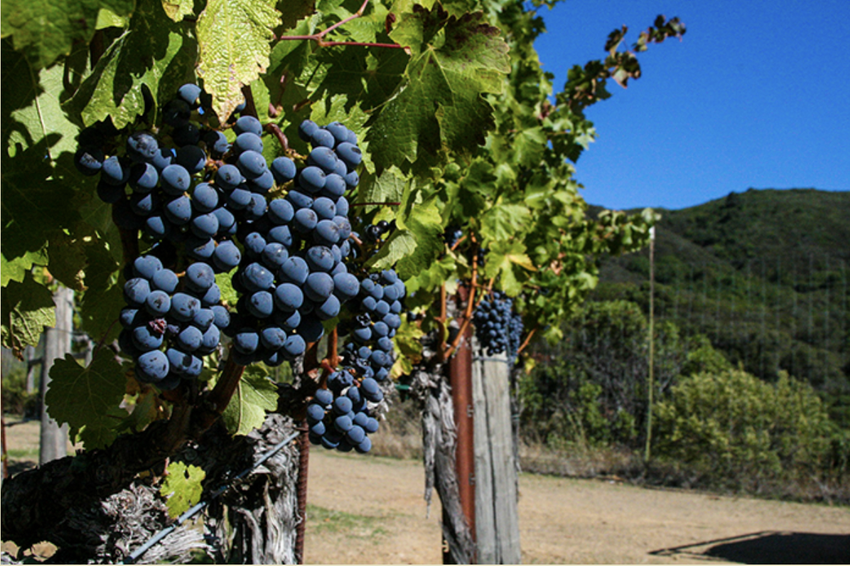 Pine Mountain Wine Tasting