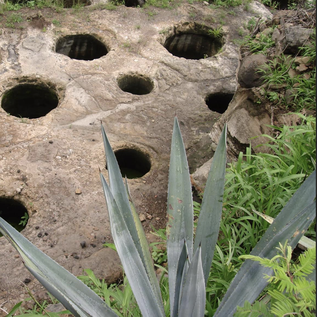 Agave Explorers: Tequila, Mezcal and Beyond