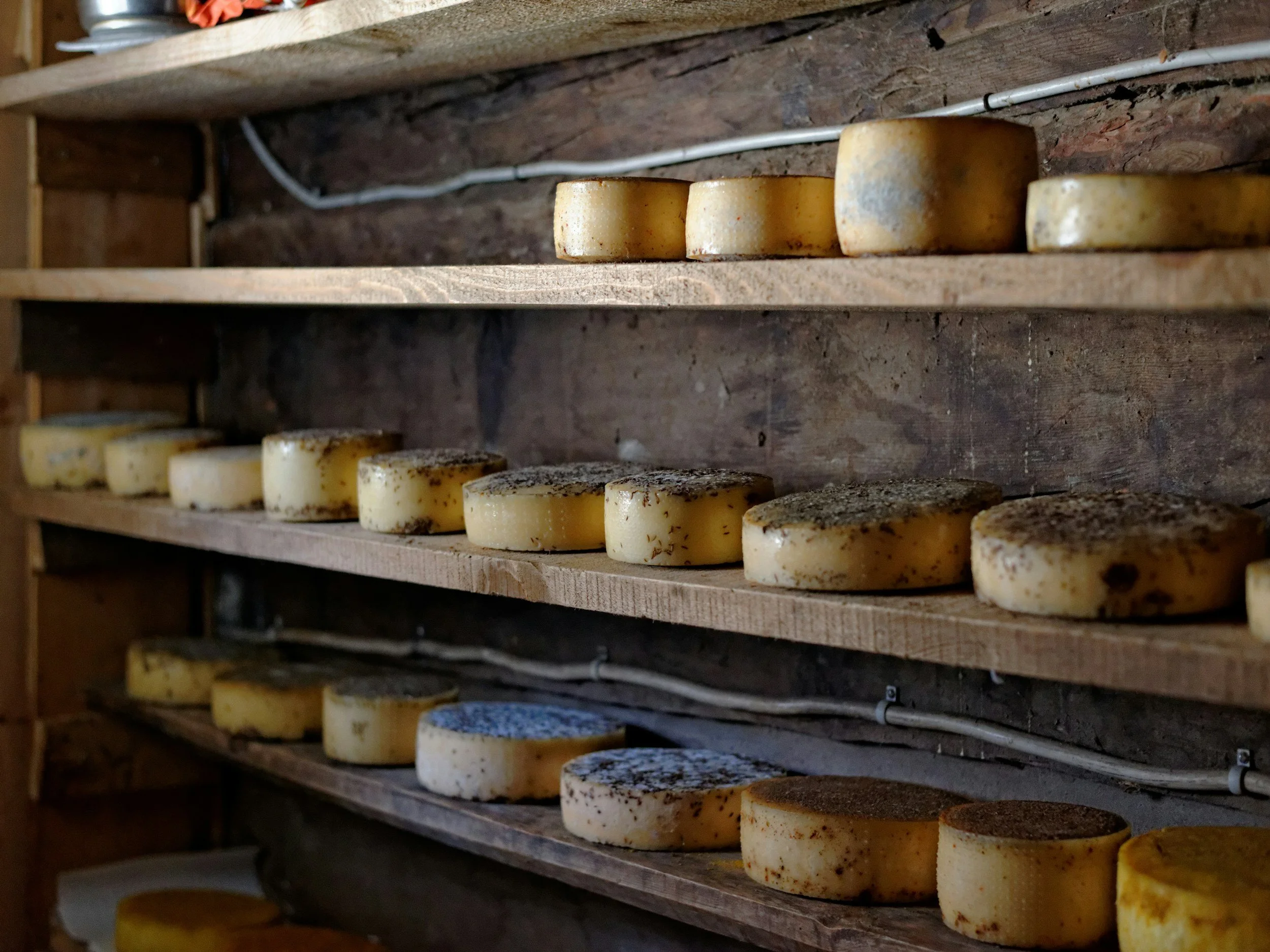 multiple rounds of cheese aging on wooden shelves in a cheese aging cellar.