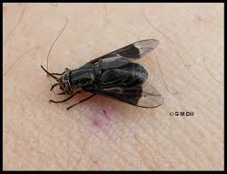 The deer fly
