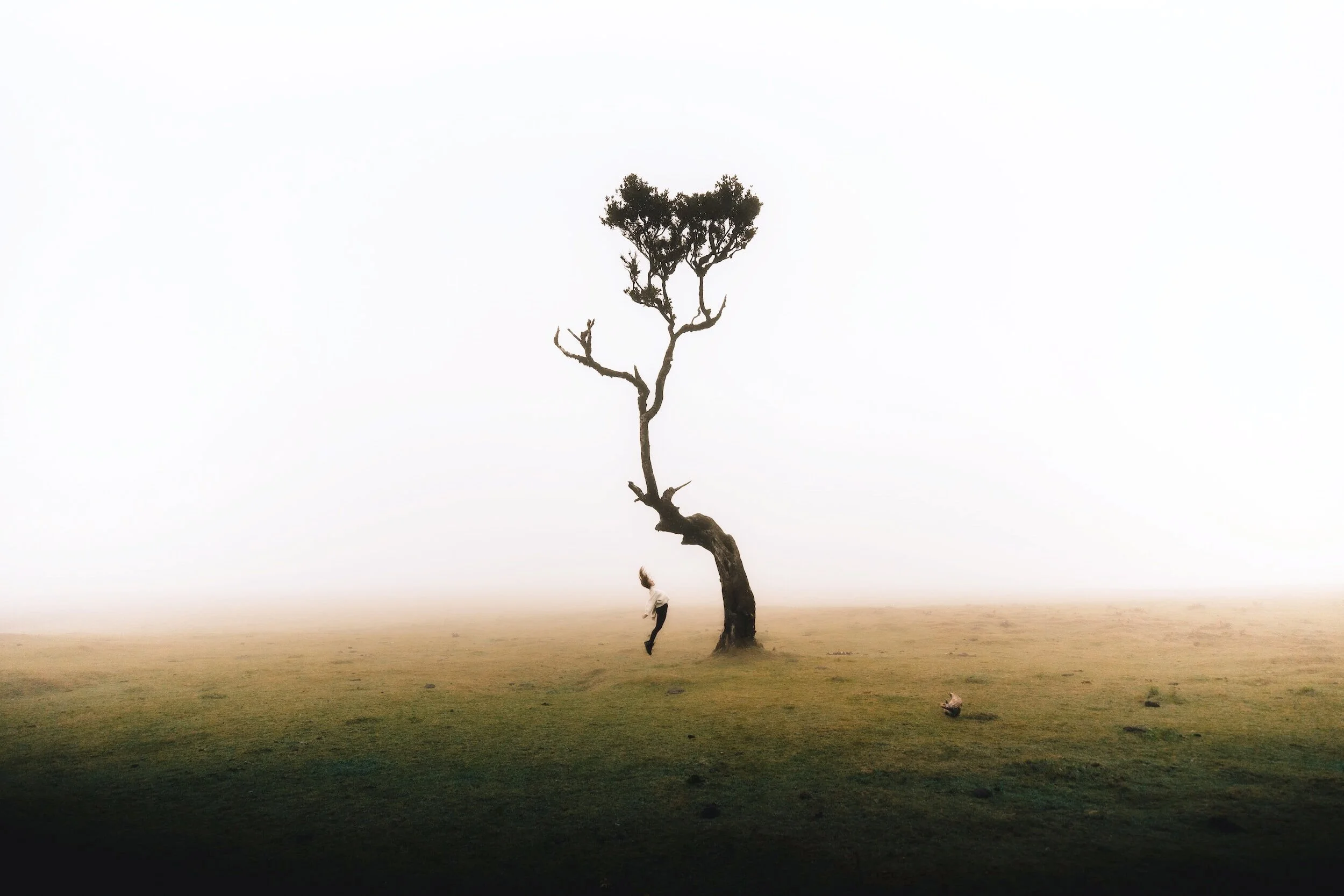 Lone tree at dusk