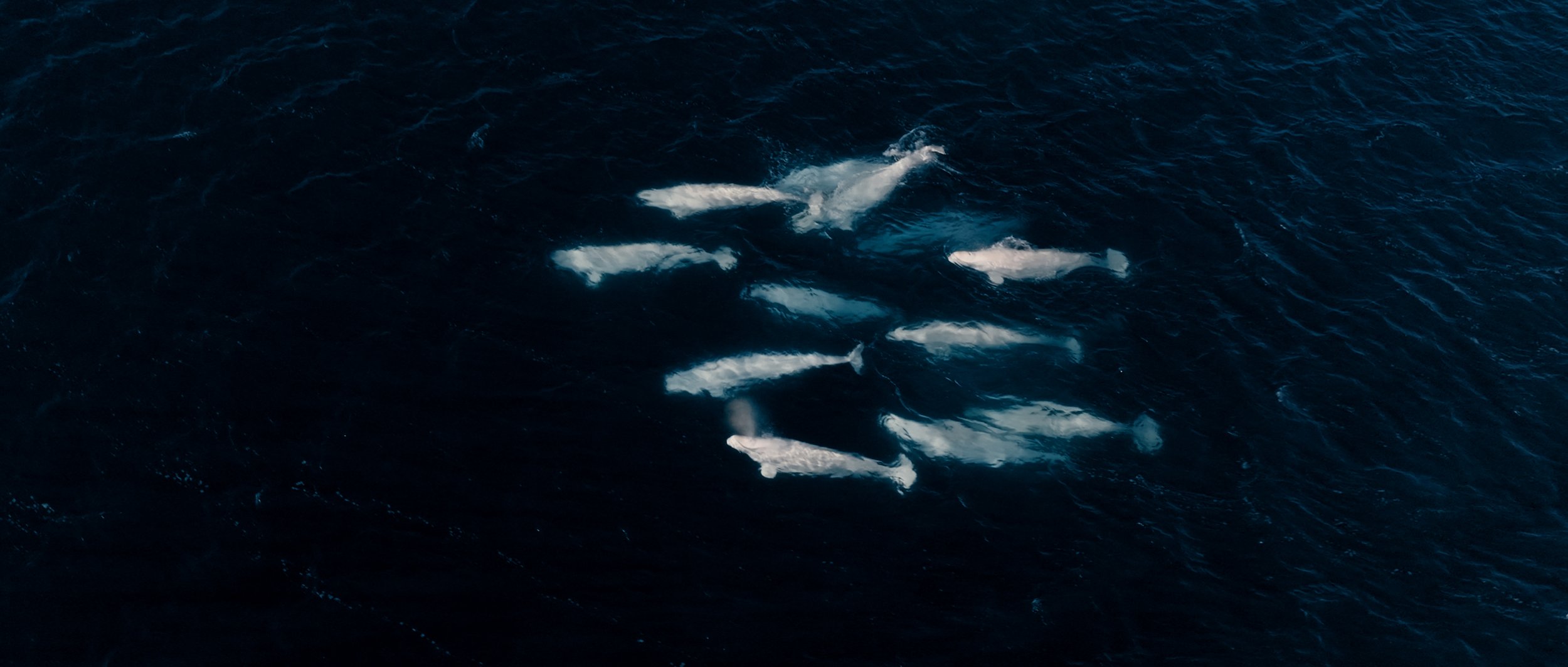 Svalbard Finals_1.1.27.jpg