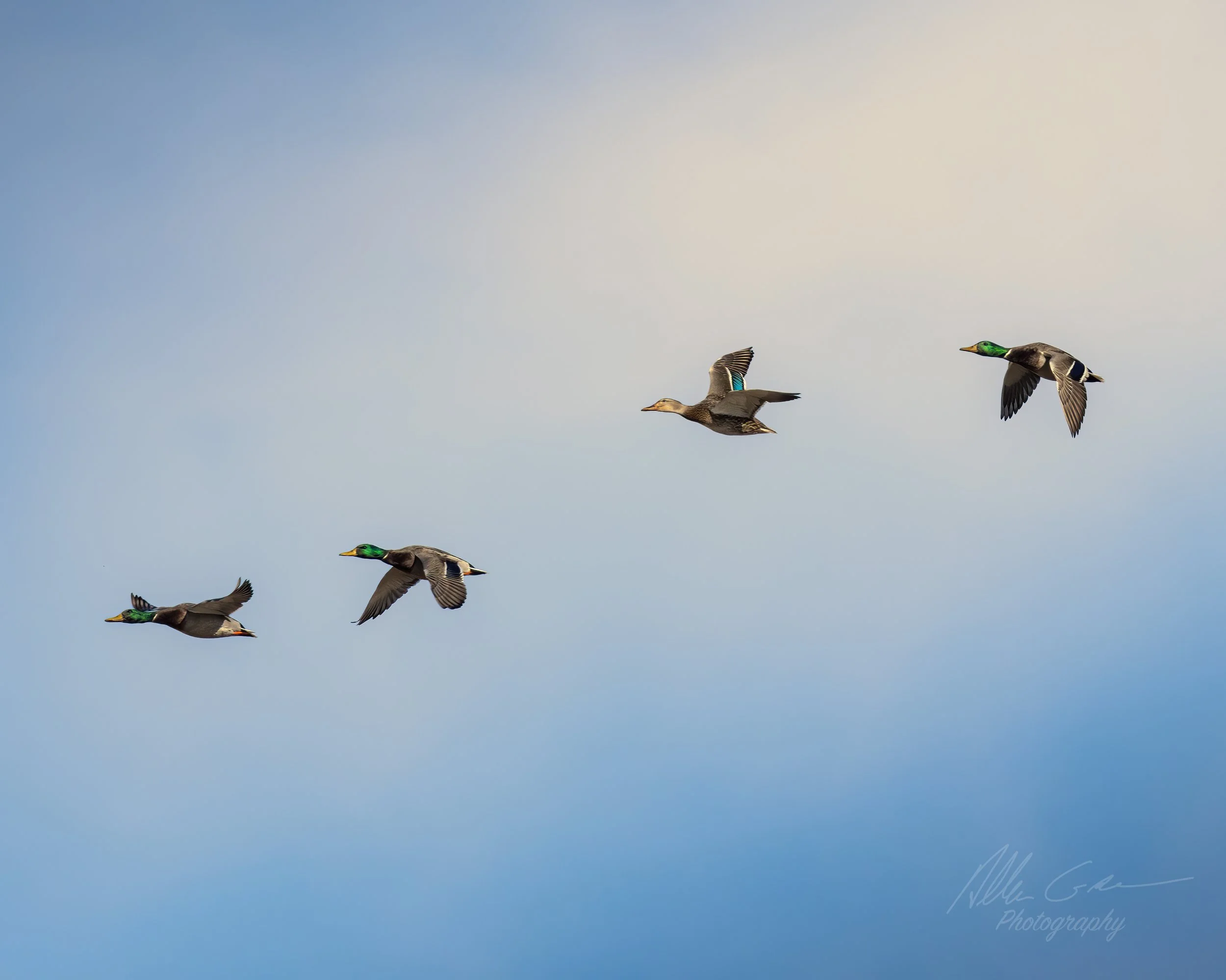 The Mighty Ducks