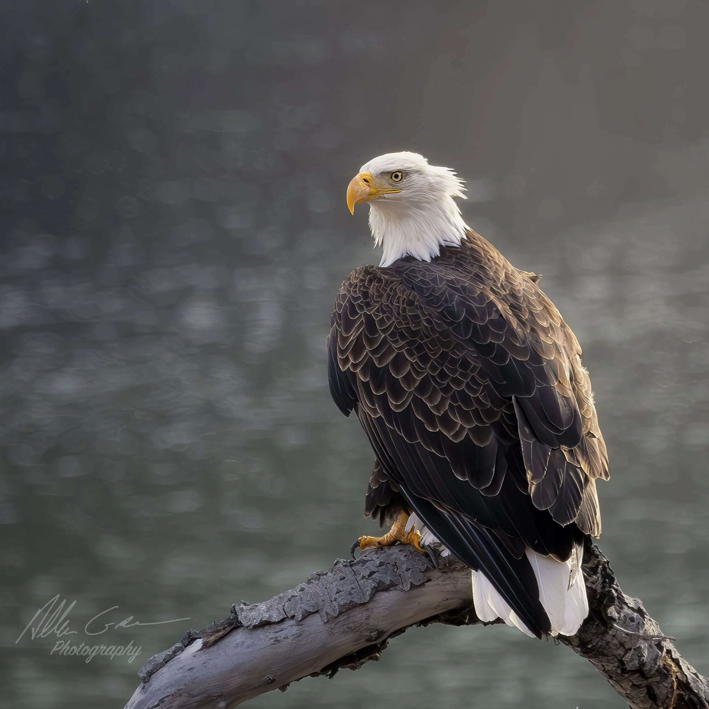 Bald Eagle