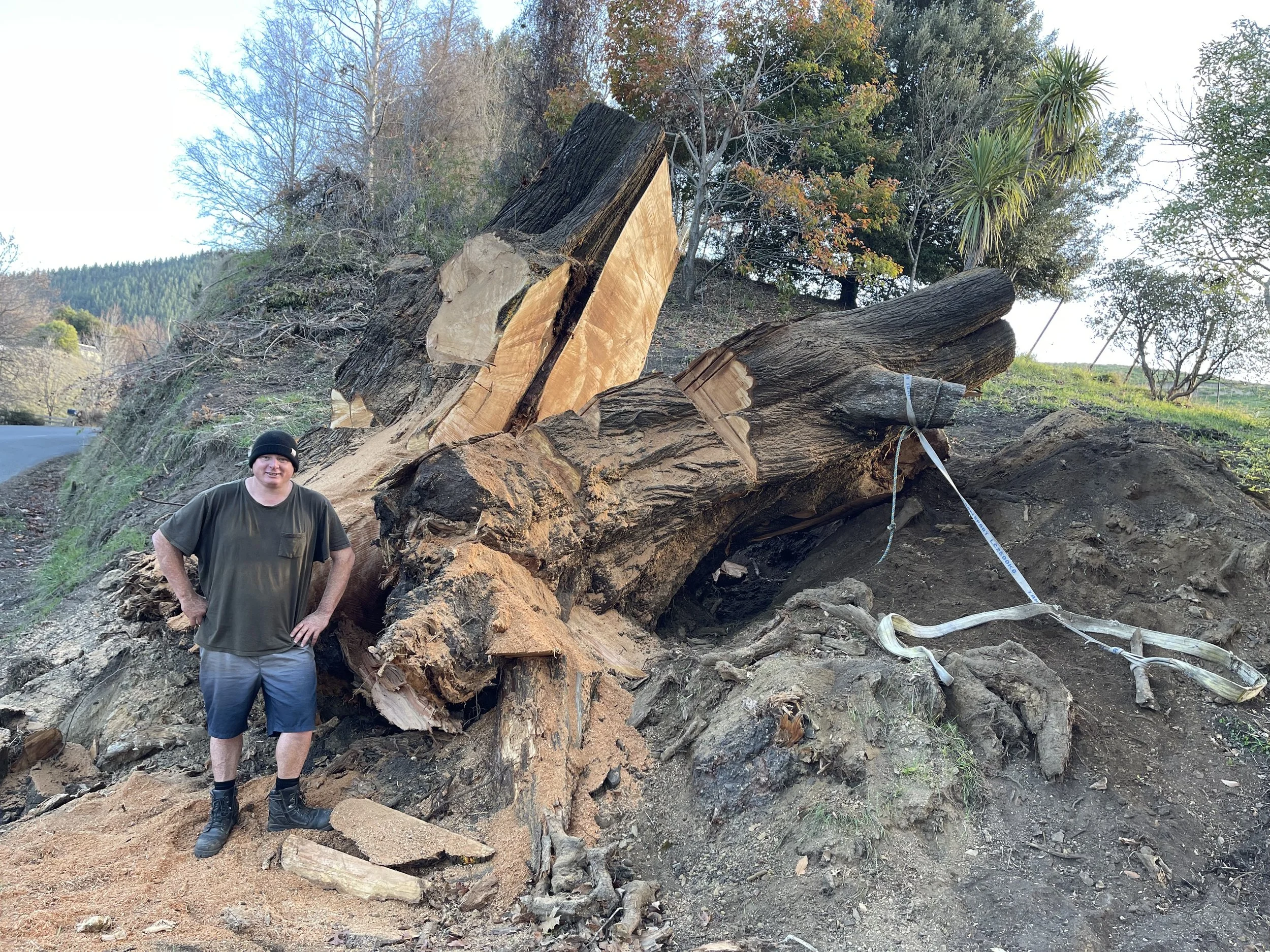 We will get some lovely big table tops from this Macrocarpa log with some beautiful grain patterns.