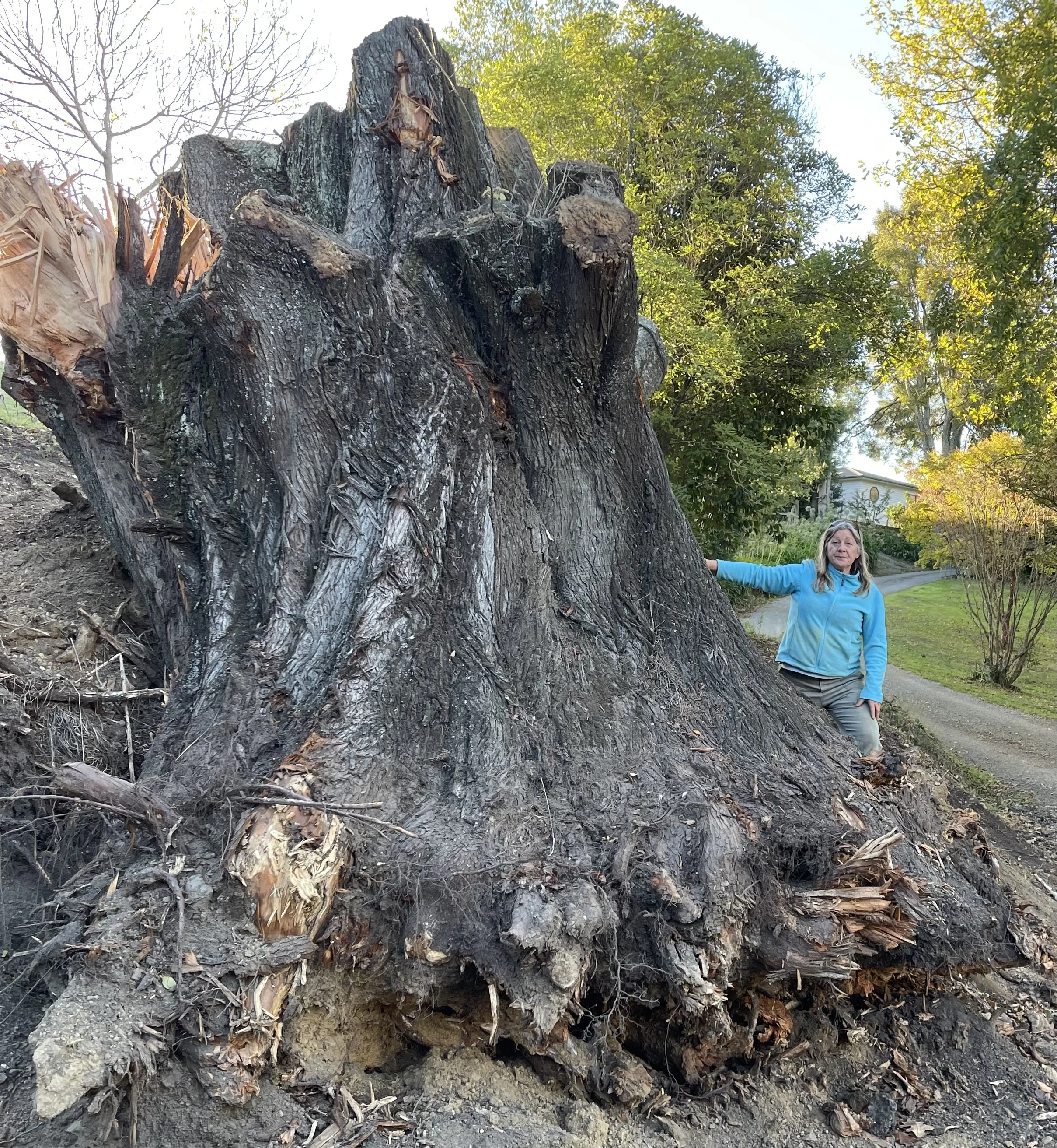 This big Macrocarpa log will be ripped into halves with the big saw,