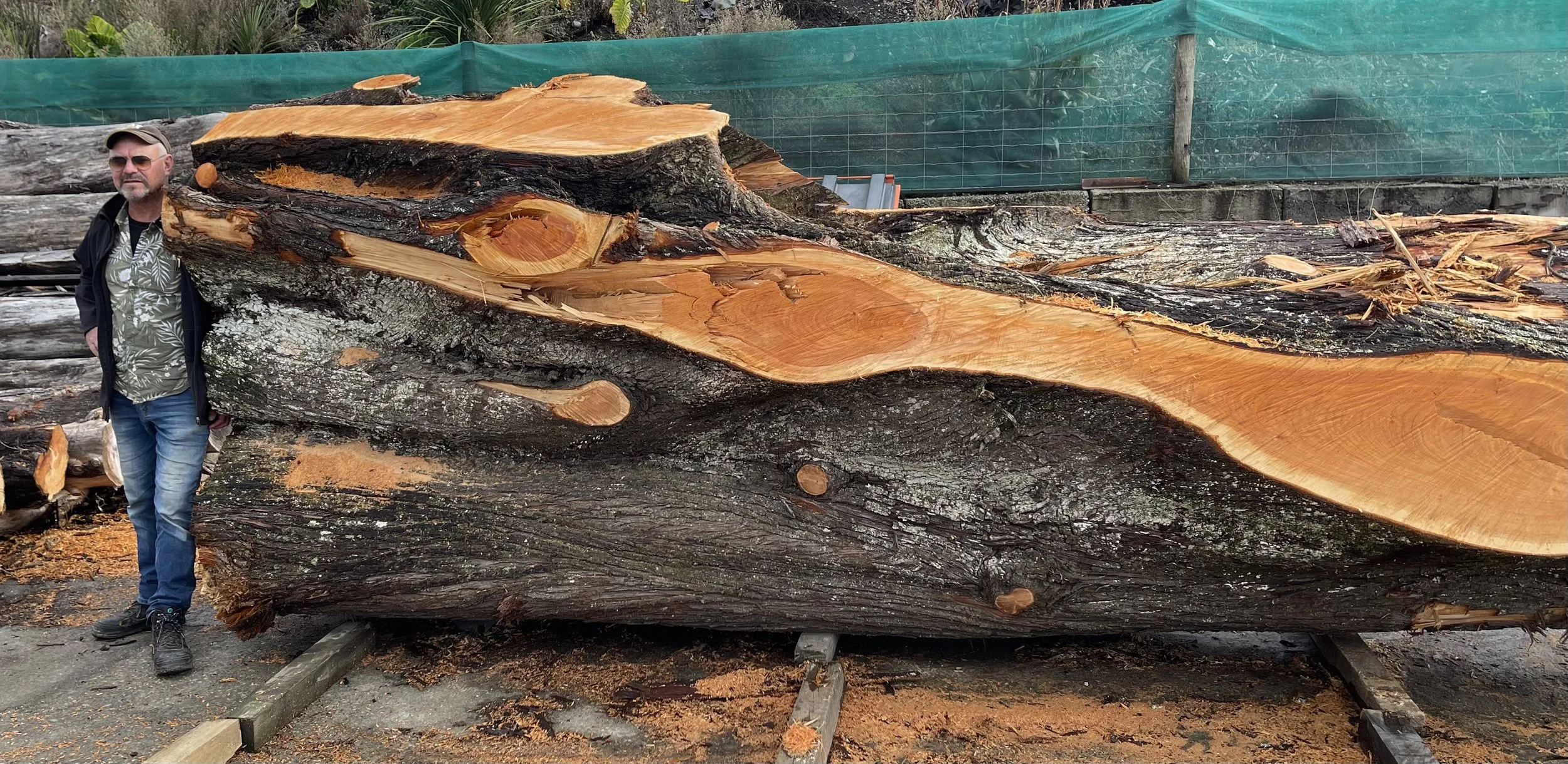 A big  Macrocarpa log for the slabbing mill.
