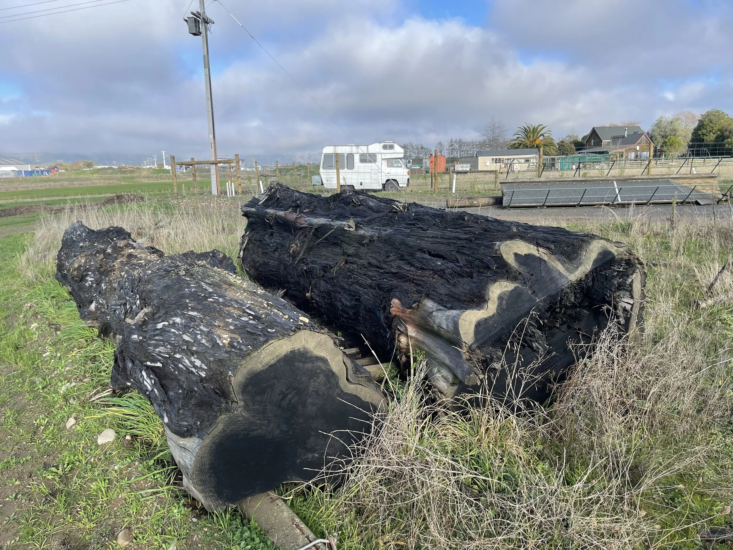 Redwood, old gnarly, Grey logs.
These will be slabbed by us at Plankville.
 Some will be sold as slabs / flitch.
 Some will be made into tables and bar leaners.