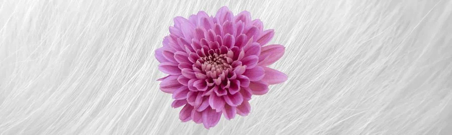 Tierkommunikation_für_Hunde_Katzen_Pferde_