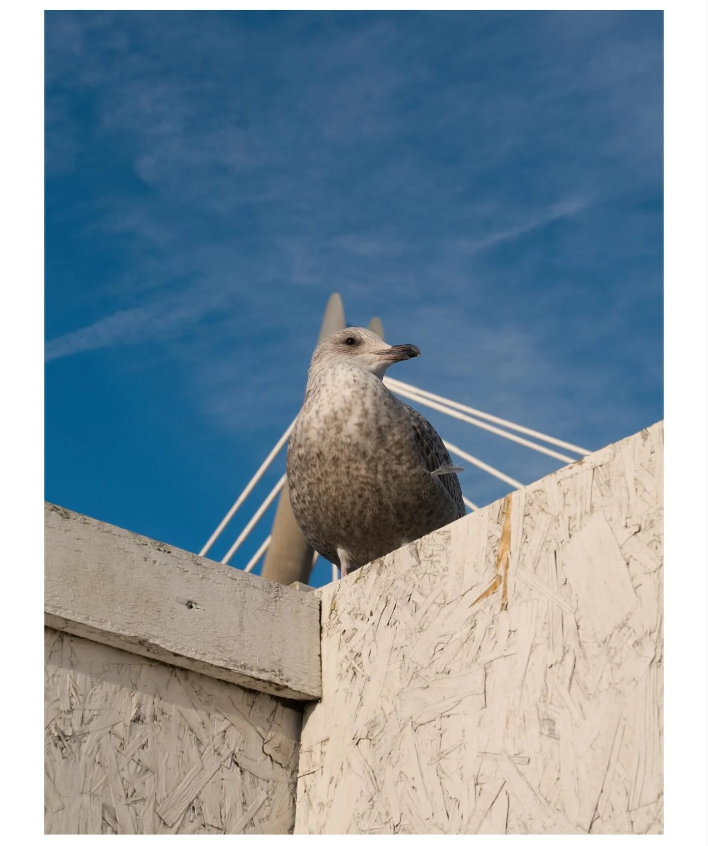 Southport.  Mainly birds.