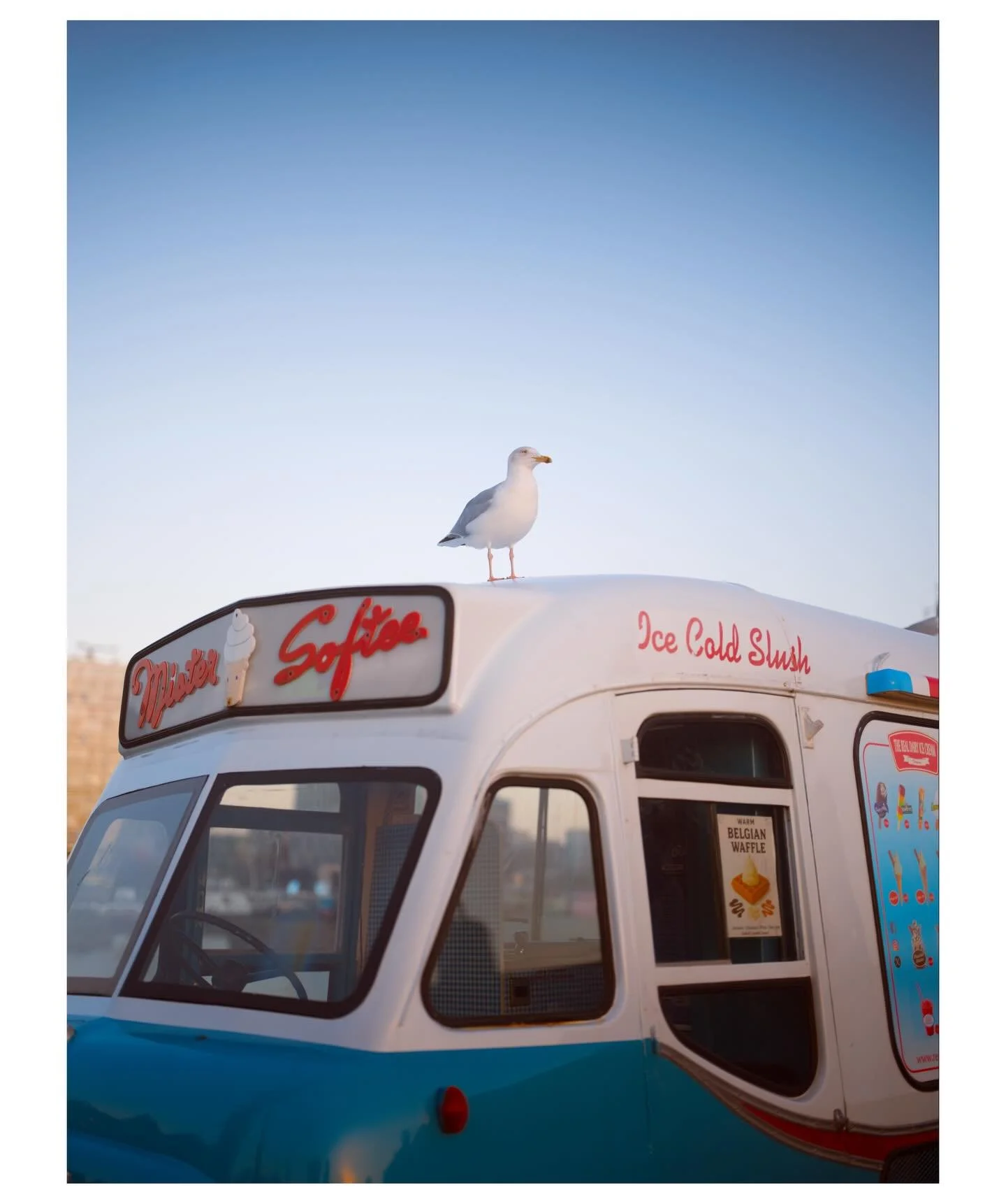 Seagulls. Albert dock.
