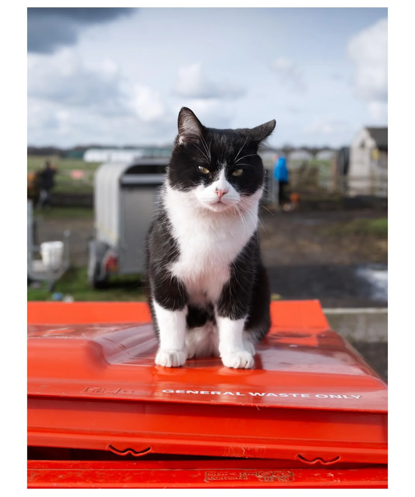 The animals of Haybarn Farm, Warrington.