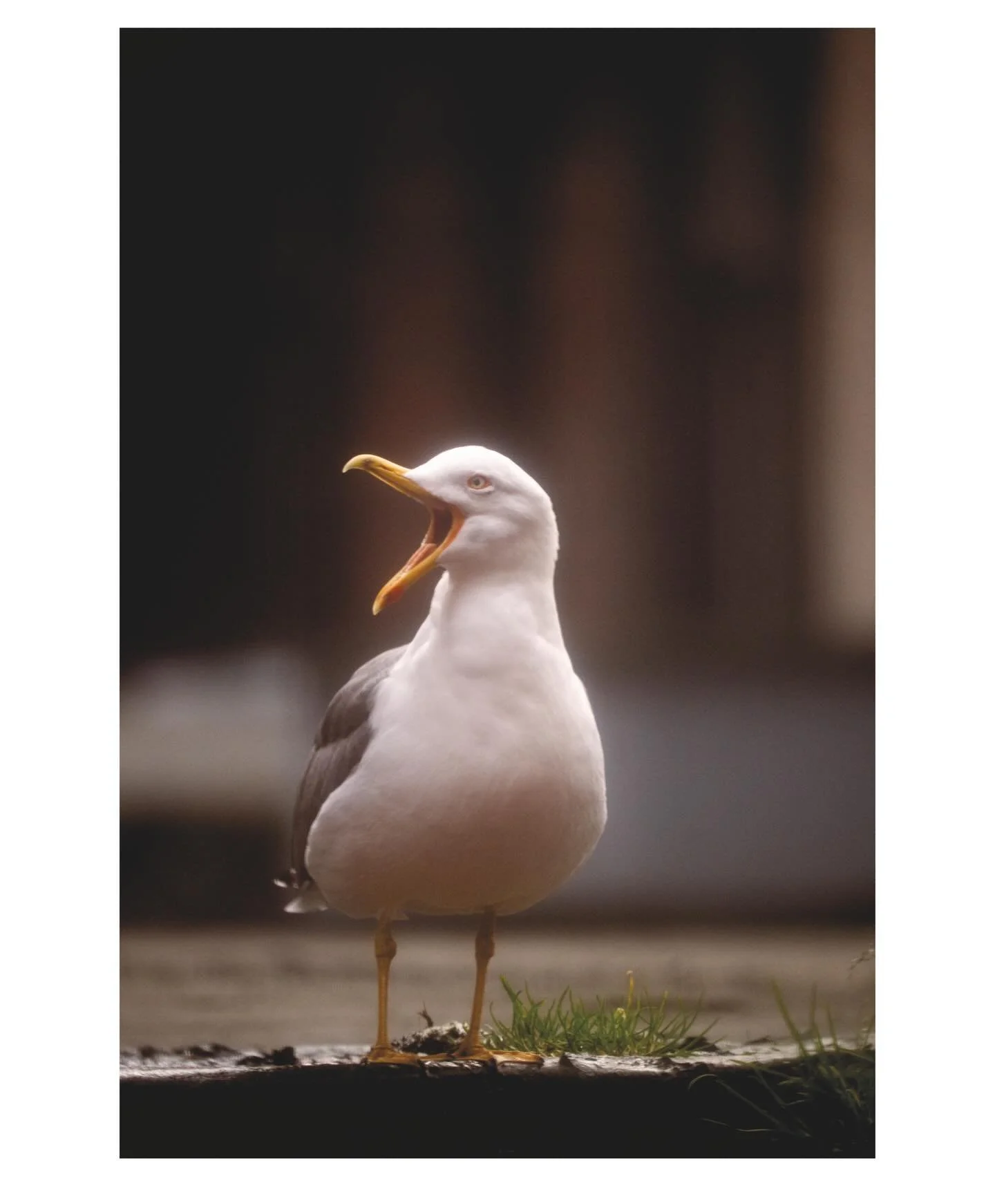 A selection of Archive seagulls shots