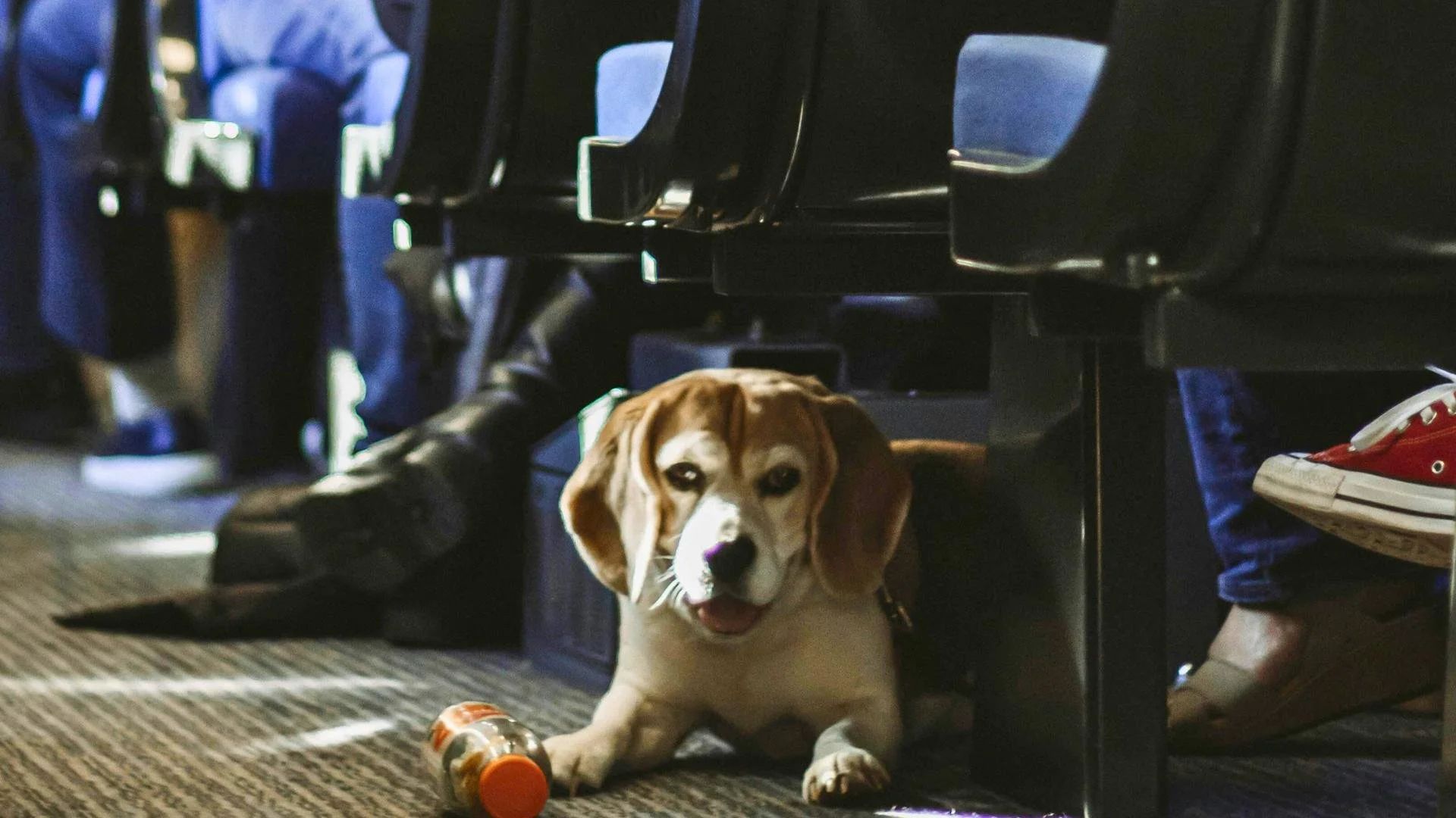 Leaving on a Jet Plane: Tips for Preparing Your Pet for Your Vacation