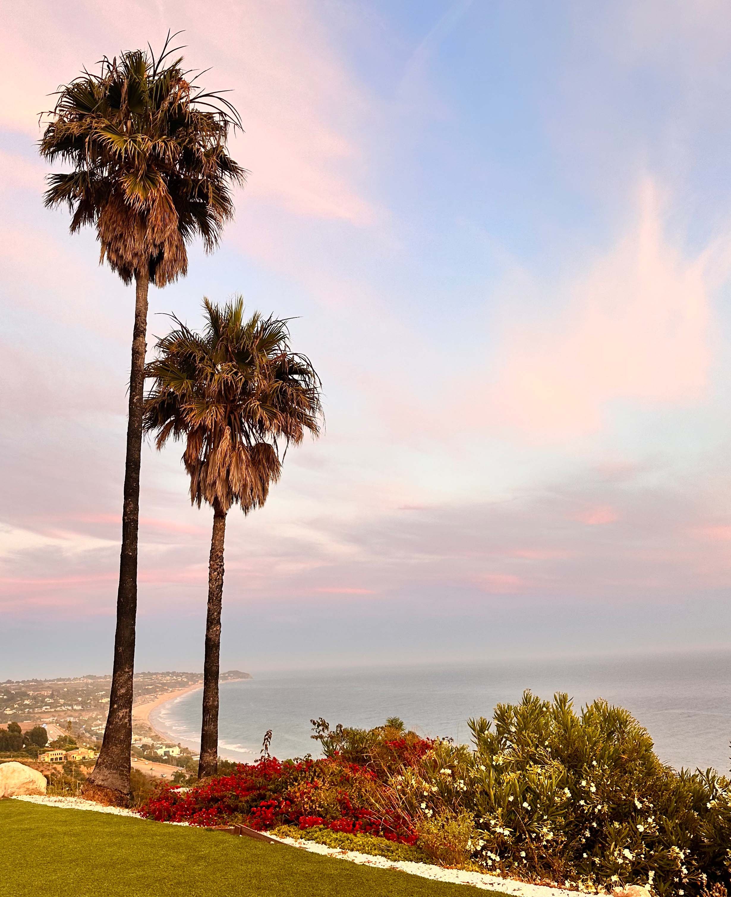 palm view.jpg