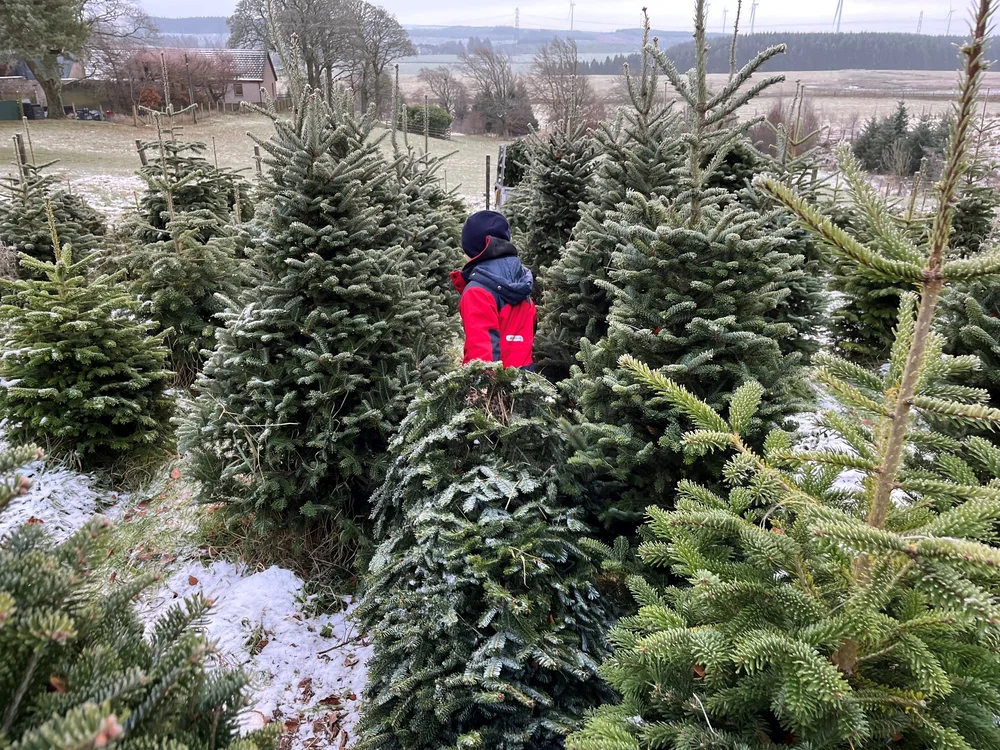 Christmas trees at Storry Christmas Trees