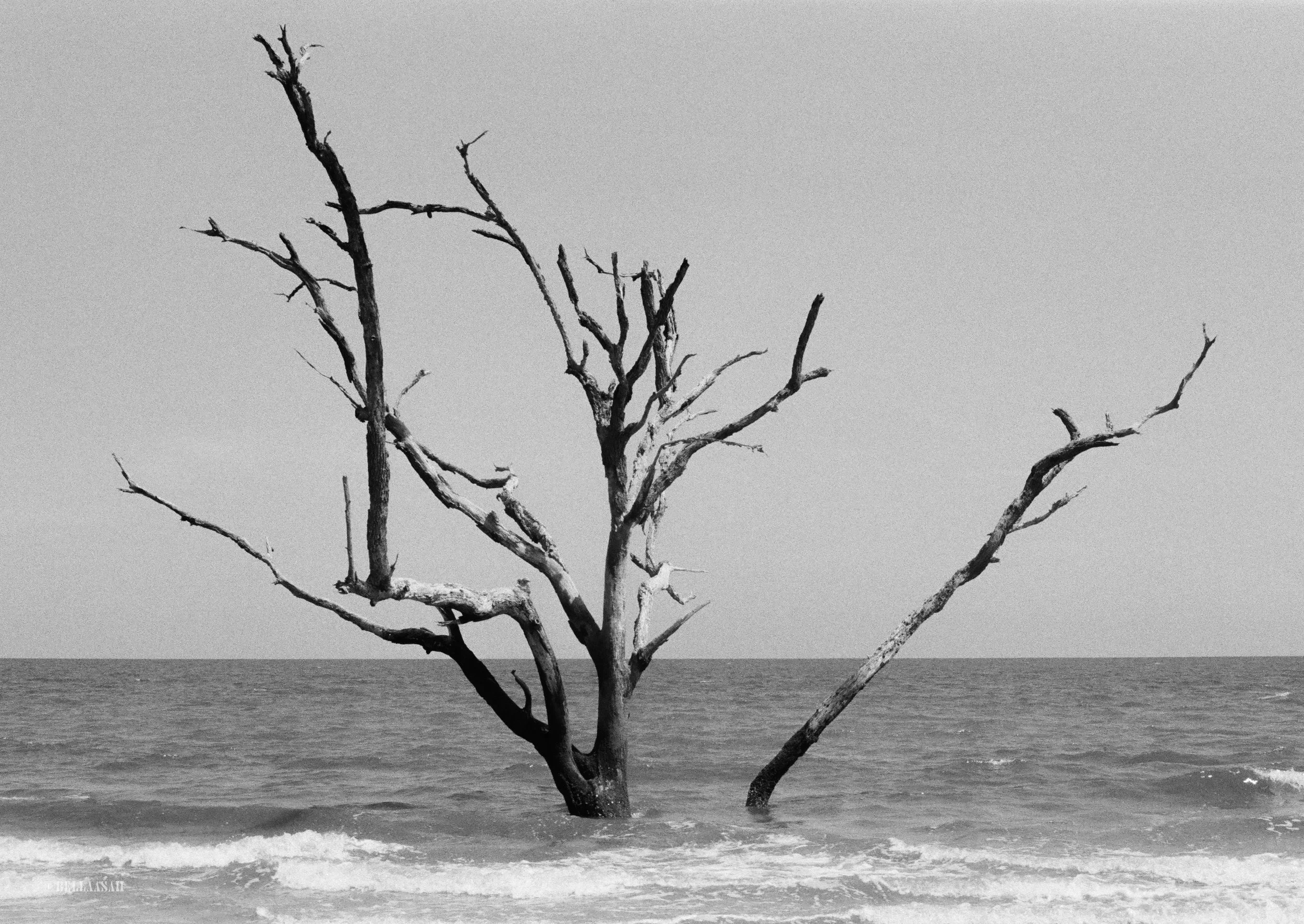 Gentle Paradise BW 01.jpg
