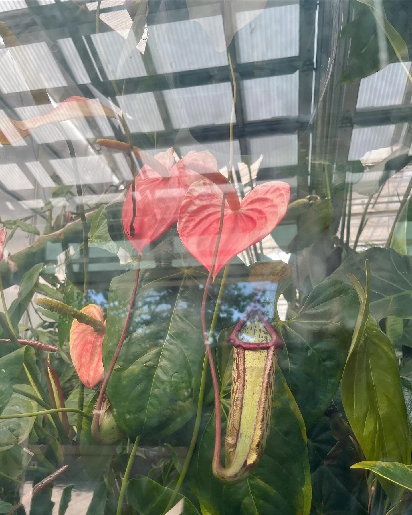 Flower appreciation post and the latest of the 914 currently on my phone 🌸💐🌺🌷🌻🌼🪷