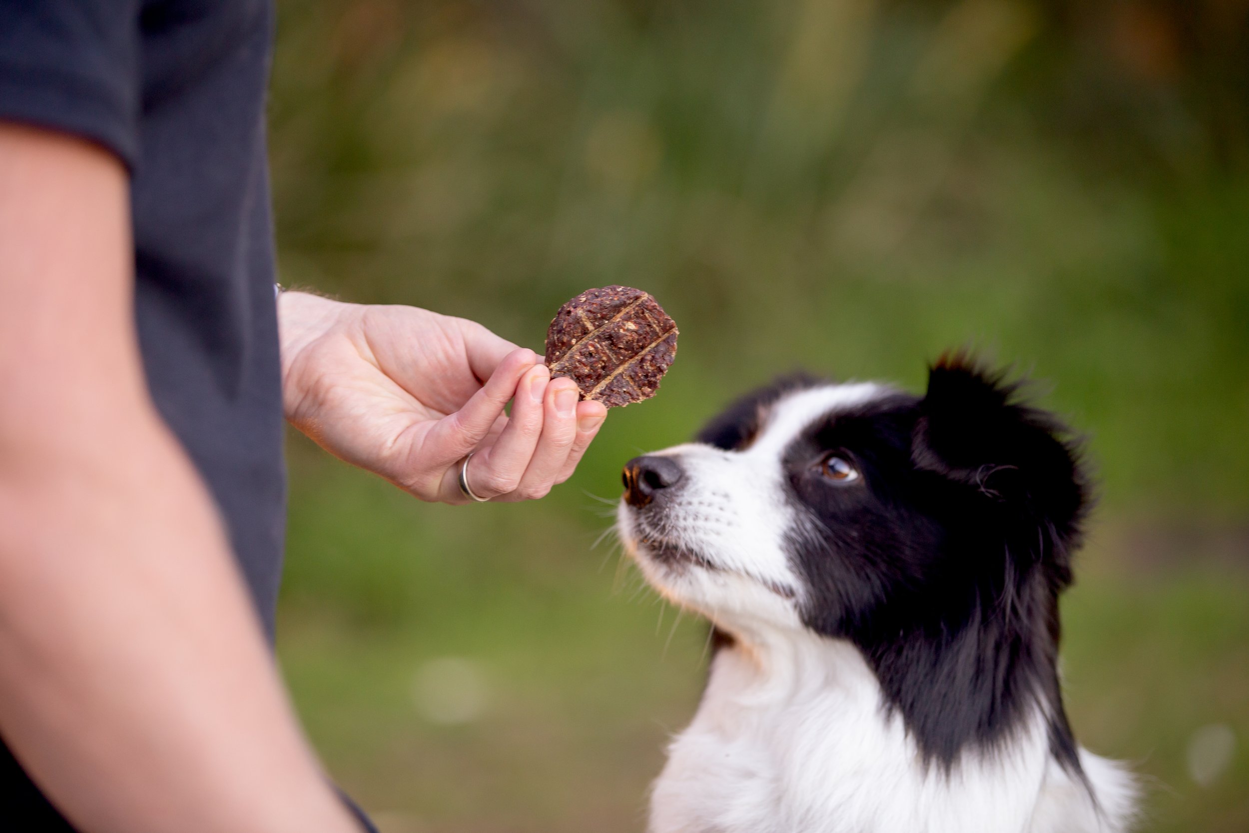 All barks - kadie-14.jpg