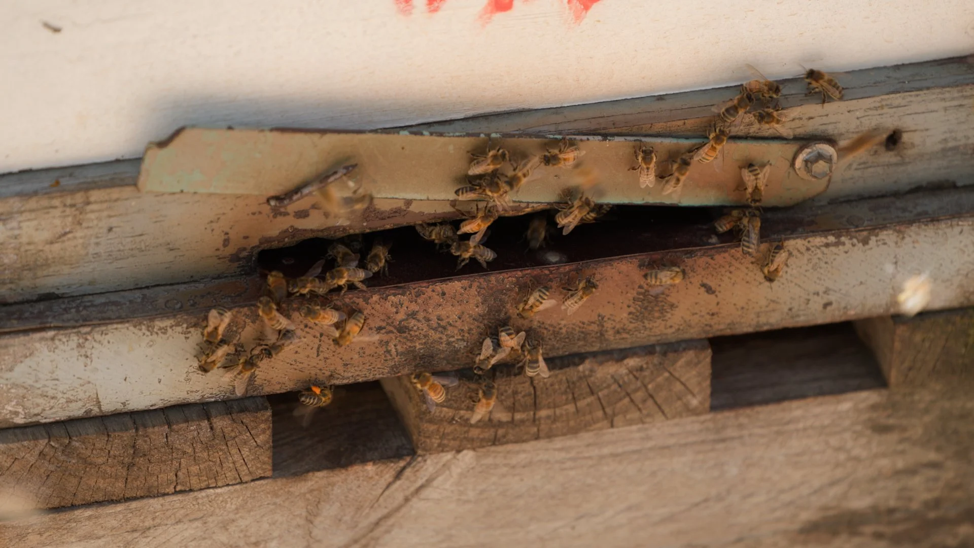 MELP007 Honey Crop v02 1080p 2022-12-05.00_00_17_06.Still002.jpg