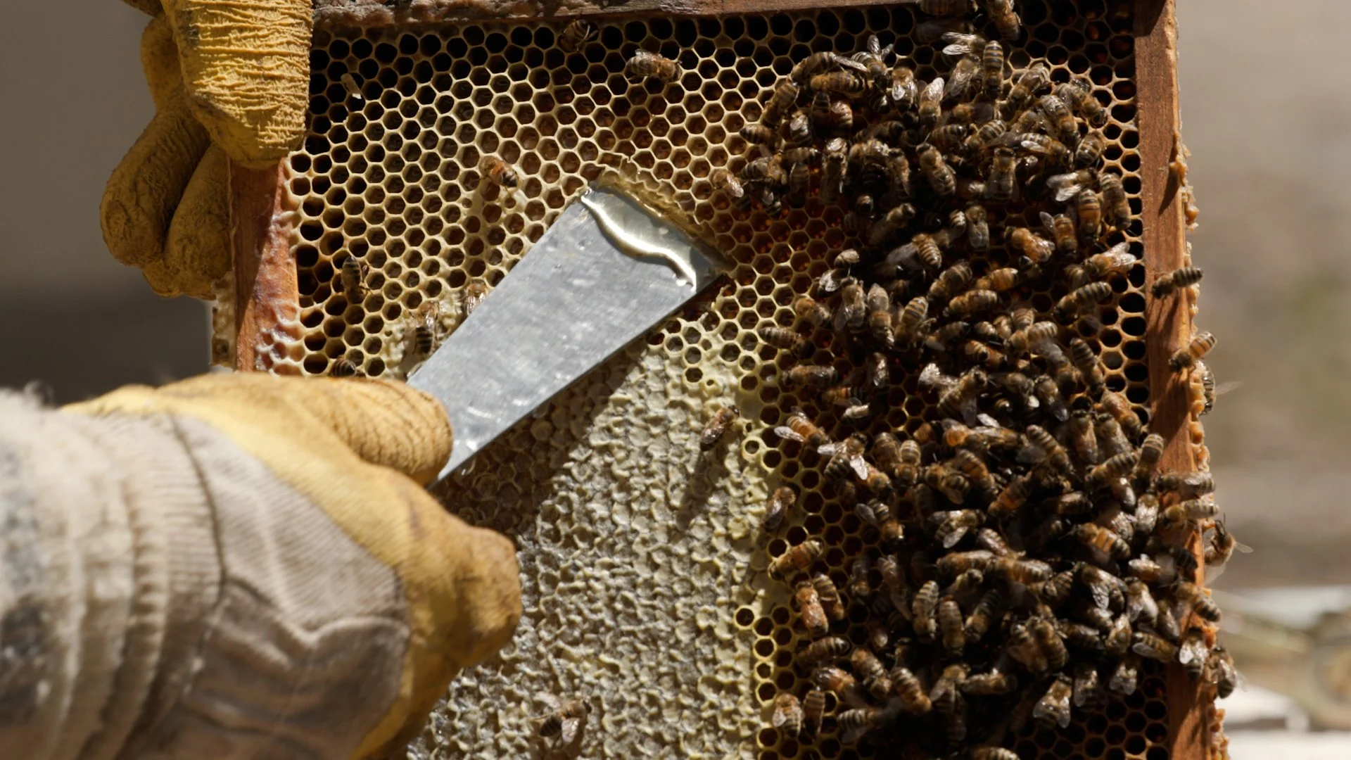 MELP007 Honey Crop v02 1080p 2022-12-05.00_00_37_22.Still004.jpg