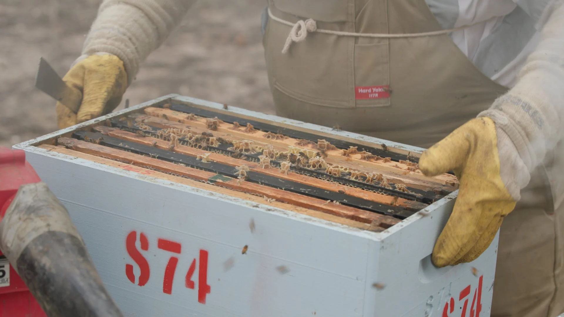 MELP007 Honey Crop v02 1080p 2022-12-05.00_04_51_16.Still005.jpg