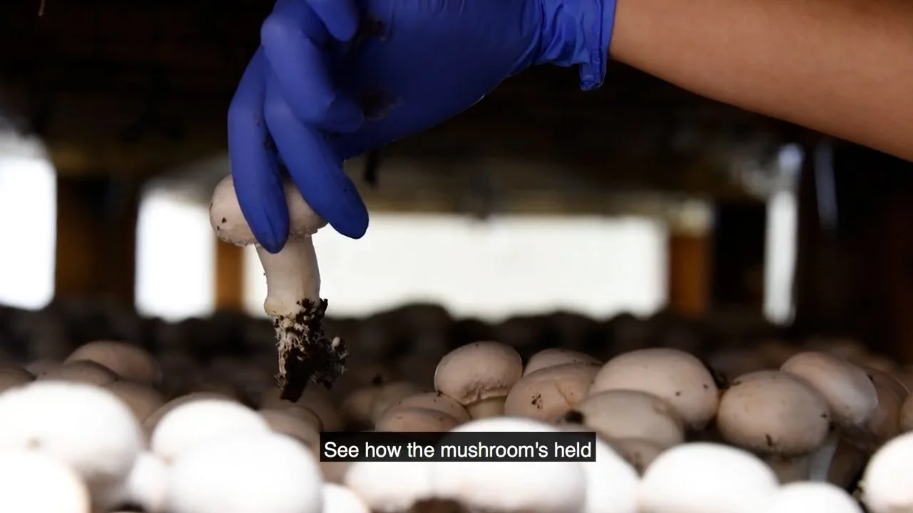 [Parachute] Mushroom Picking Assembly.mp4.00_02_42_02.Still009.jpg