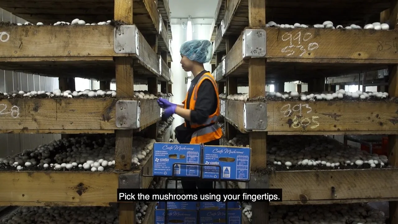 [Parachute] Mushroom Picking Assembly.mp4.00_02_32_19.Still008.jpg