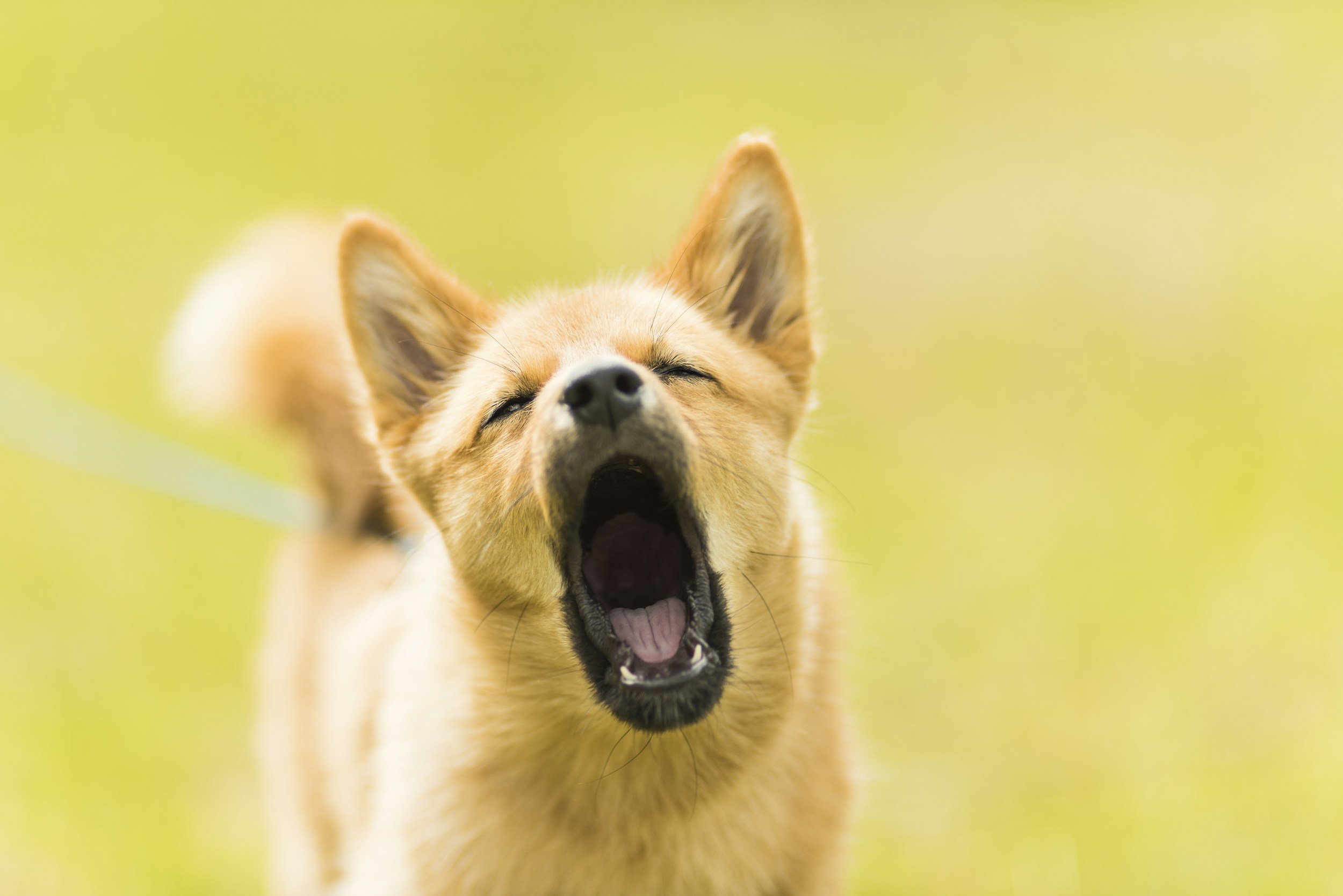 Addressing Barking and Separation Anxiety Issues