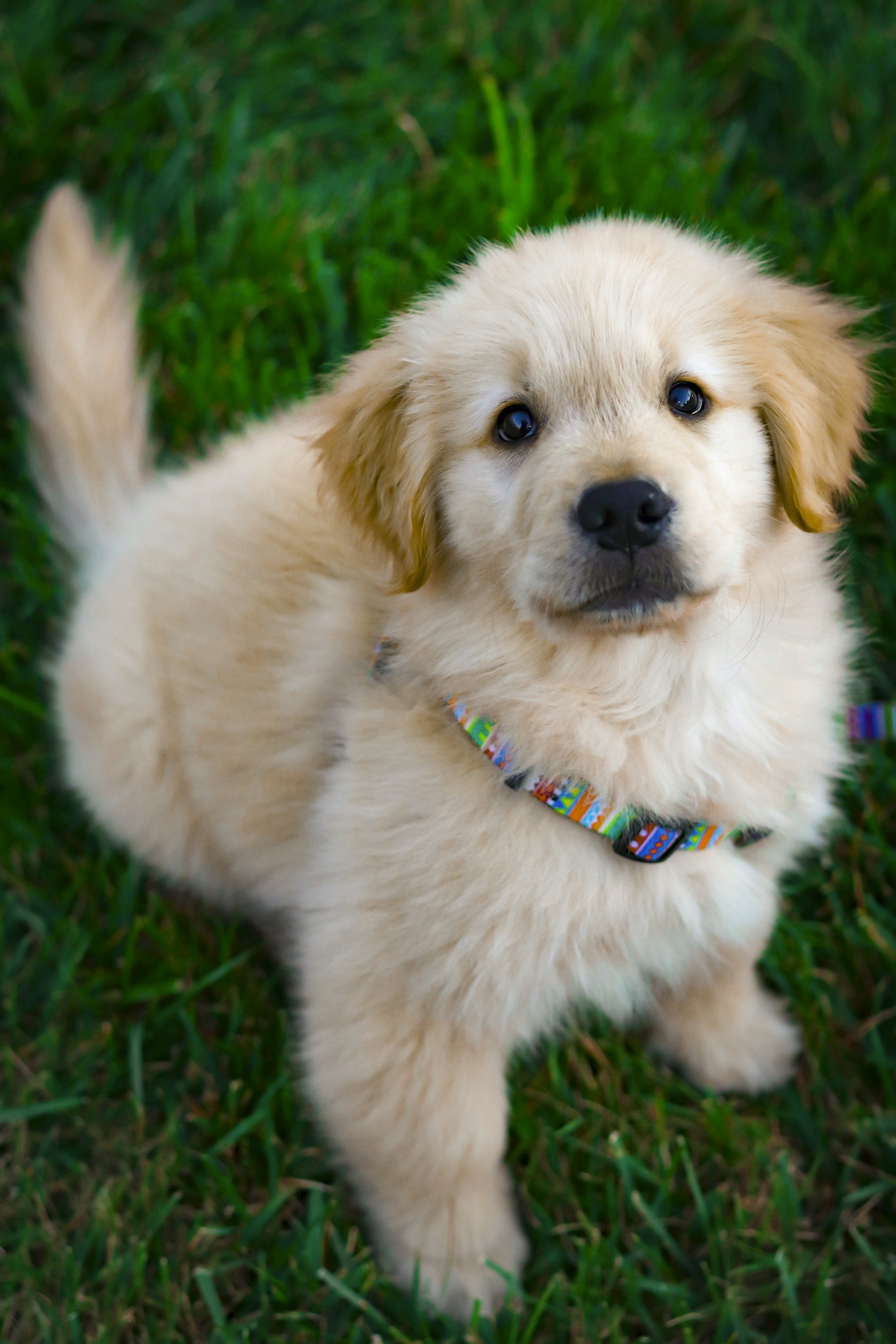 Essential Puppy Commands: Professional Dog Training Programs
