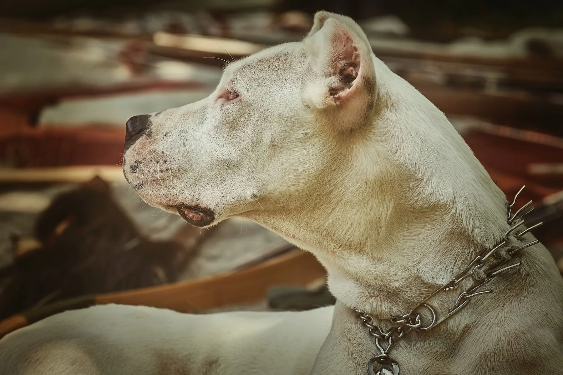 Are Choke and Prong Collars Good for Dog Training Examining Effectiveness and Alternatives