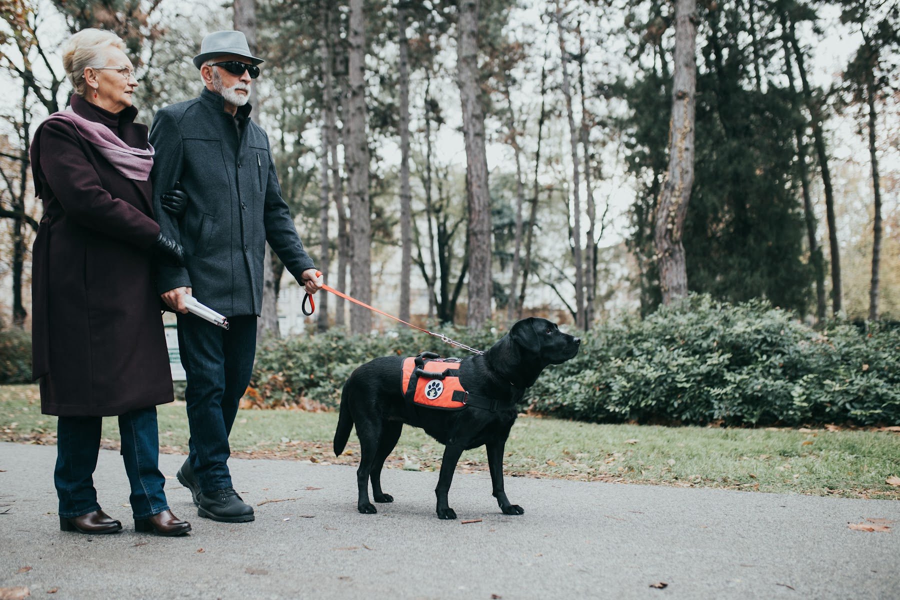 How Long Does it Take to Train a Service Dog?