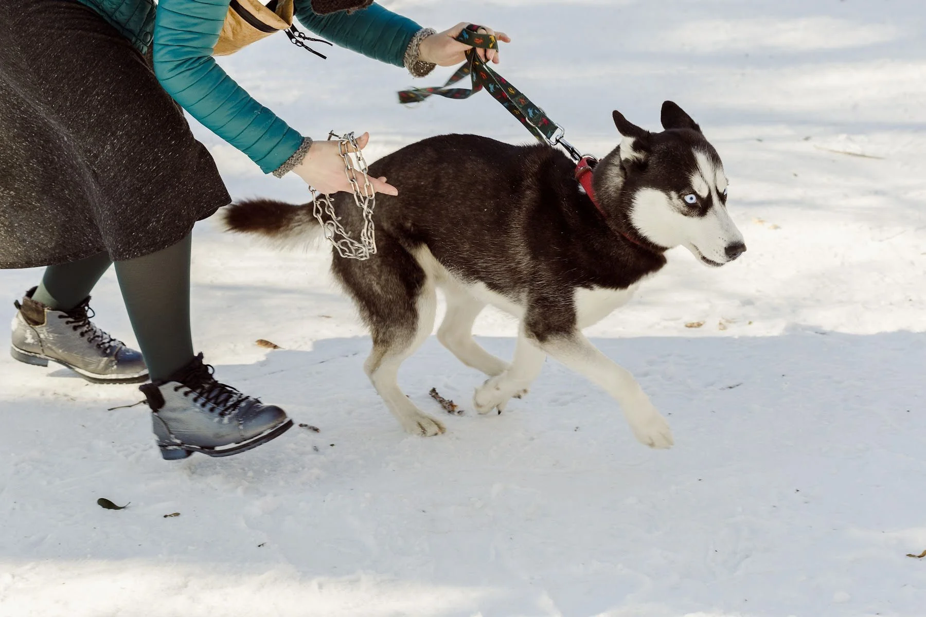 Are Choke and Prong Collars Good for Dog Training Examining Effectiveness and Alternatives