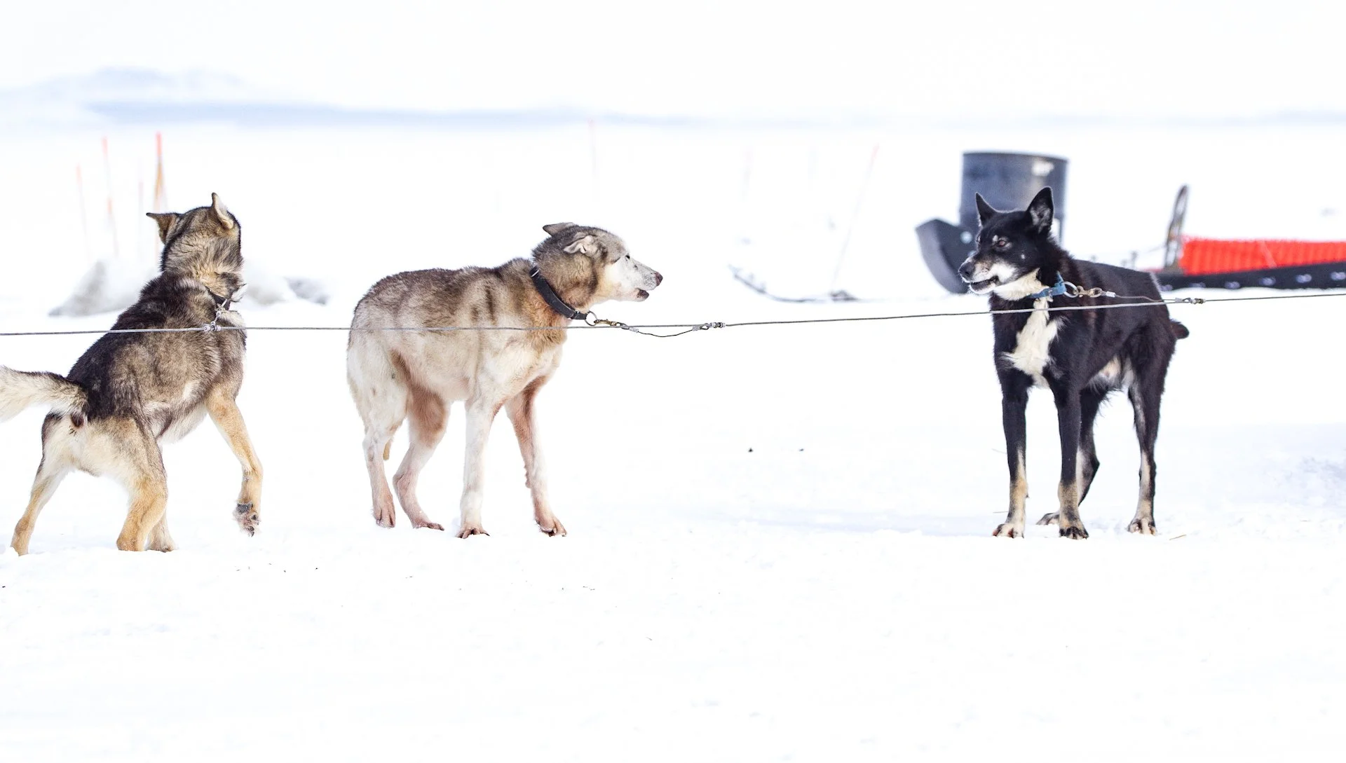 03.21.21 Dog Sled Race-5.jpg