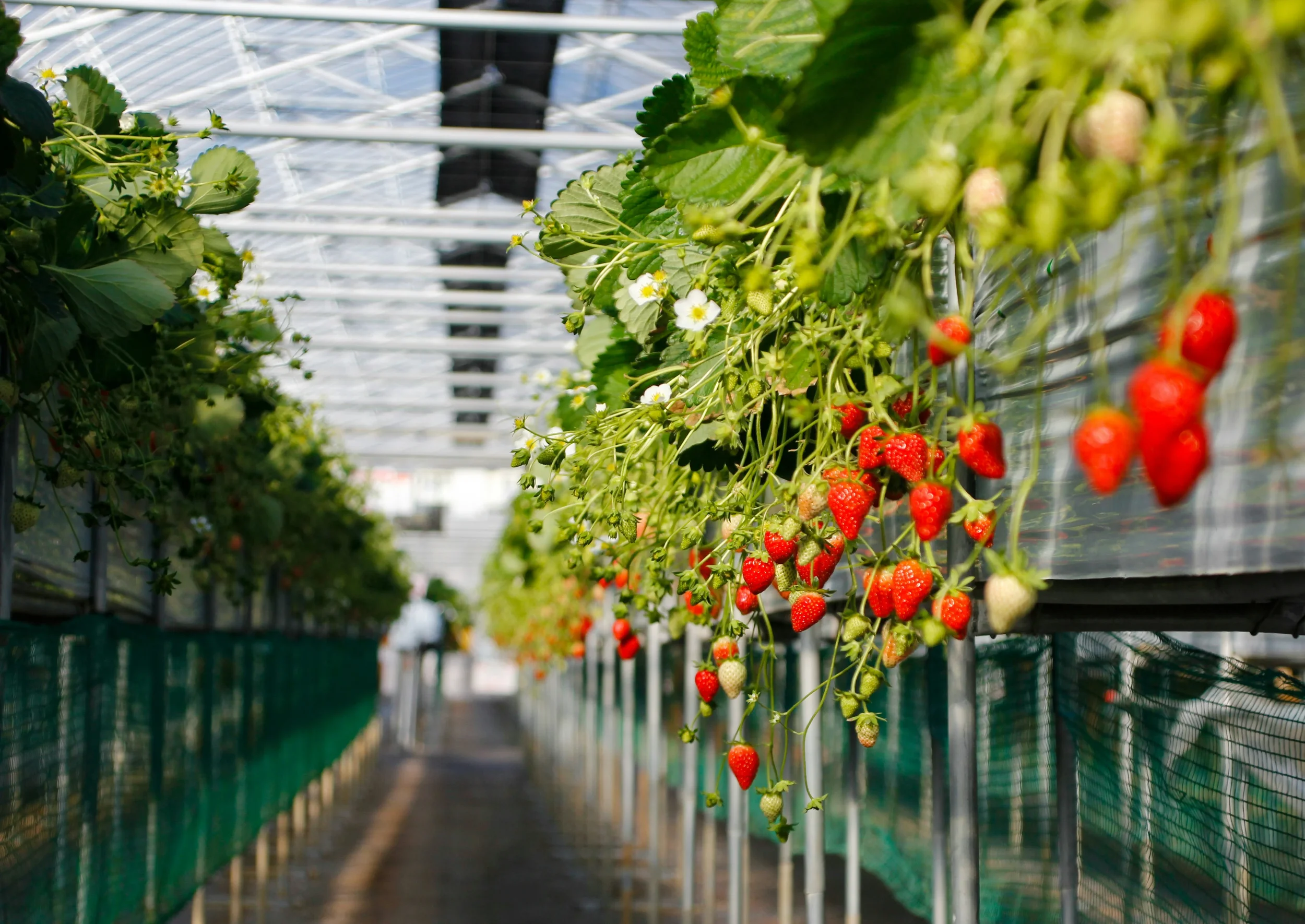 strawberry farm calibration