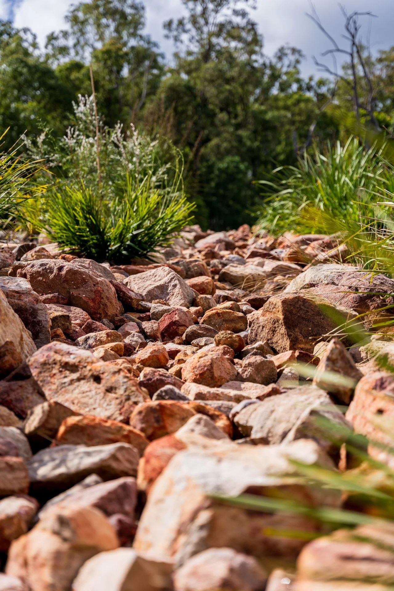 Close-up of a rocky trail with small green plants, trees in the background, and a cloudy sky.