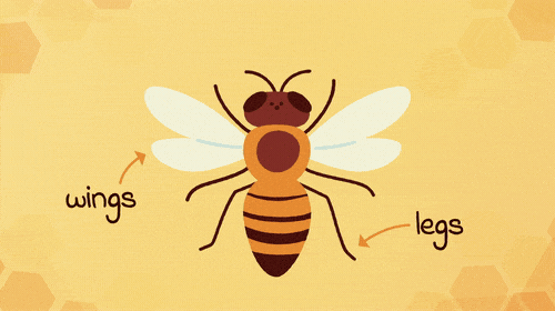 Bee_Diagram.gif