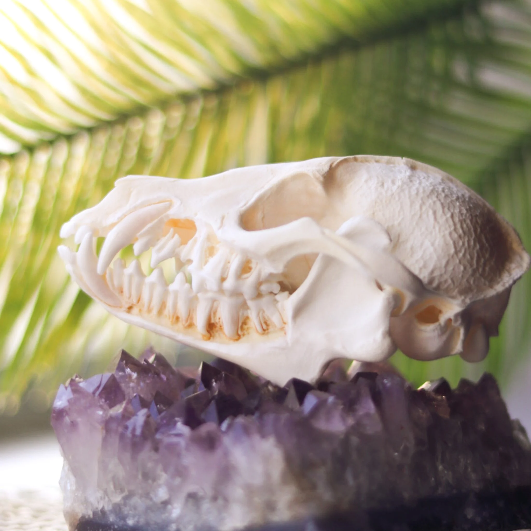 Exposed Dentition Finn Raccoon Skull
